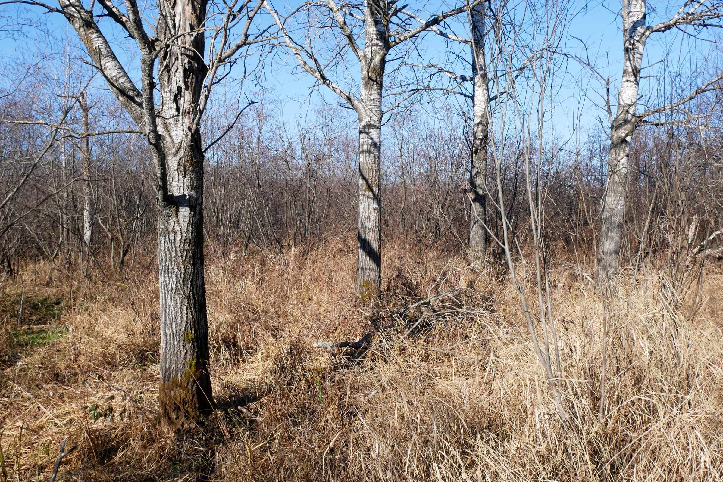 +/-21.35 Acres COUNTY ROAD M, Rib Lake, Wisconsin 54470, ,Land,For Sale,+/-21.35 Acres COUNTY ROAD M,22505405