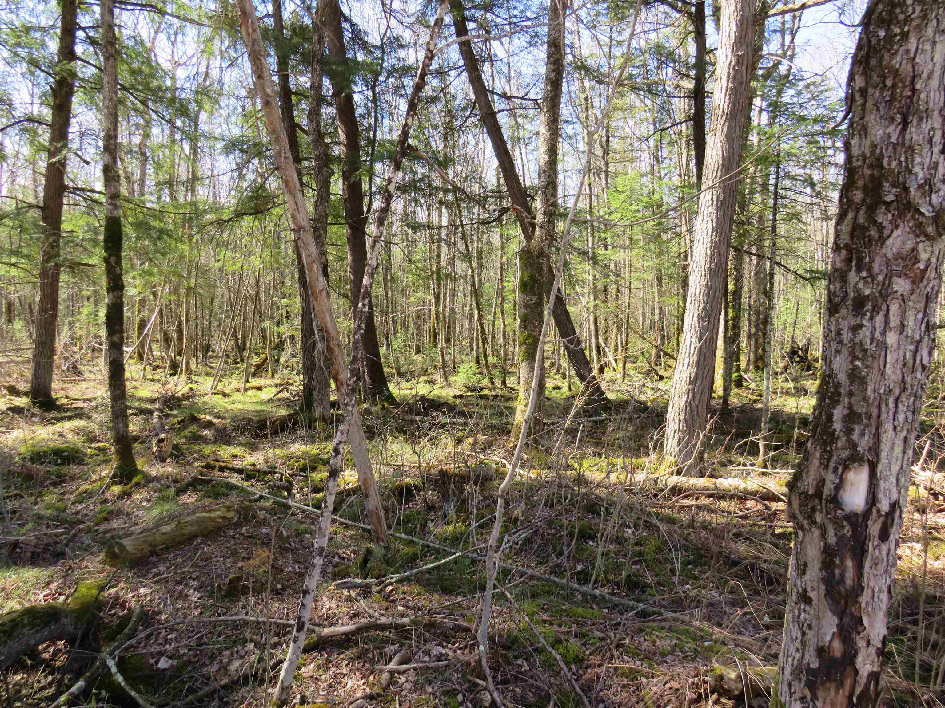 N2698 WEGNER ROAD, Merrill, Wisconsin 54452, ,Land,For Sale,N2698 WEGNER ROAD,22505487