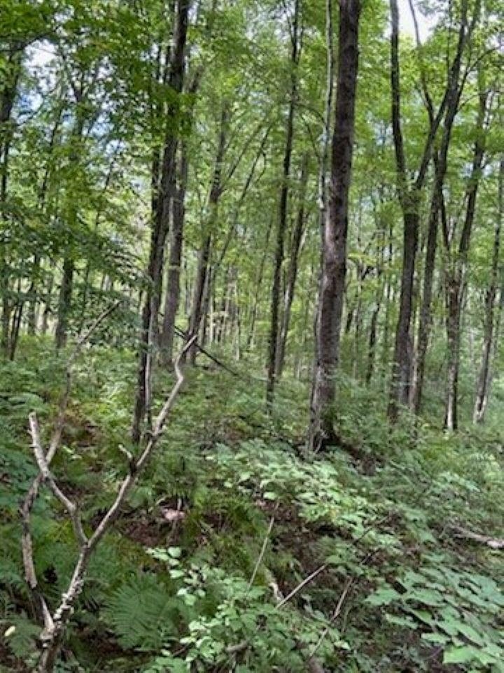 39.94 Acres COUNTY ROAD V, Pittsville, Wisconsin 54466, ,Land,For Sale,39.94 Acres COUNTY ROAD V,22505645
