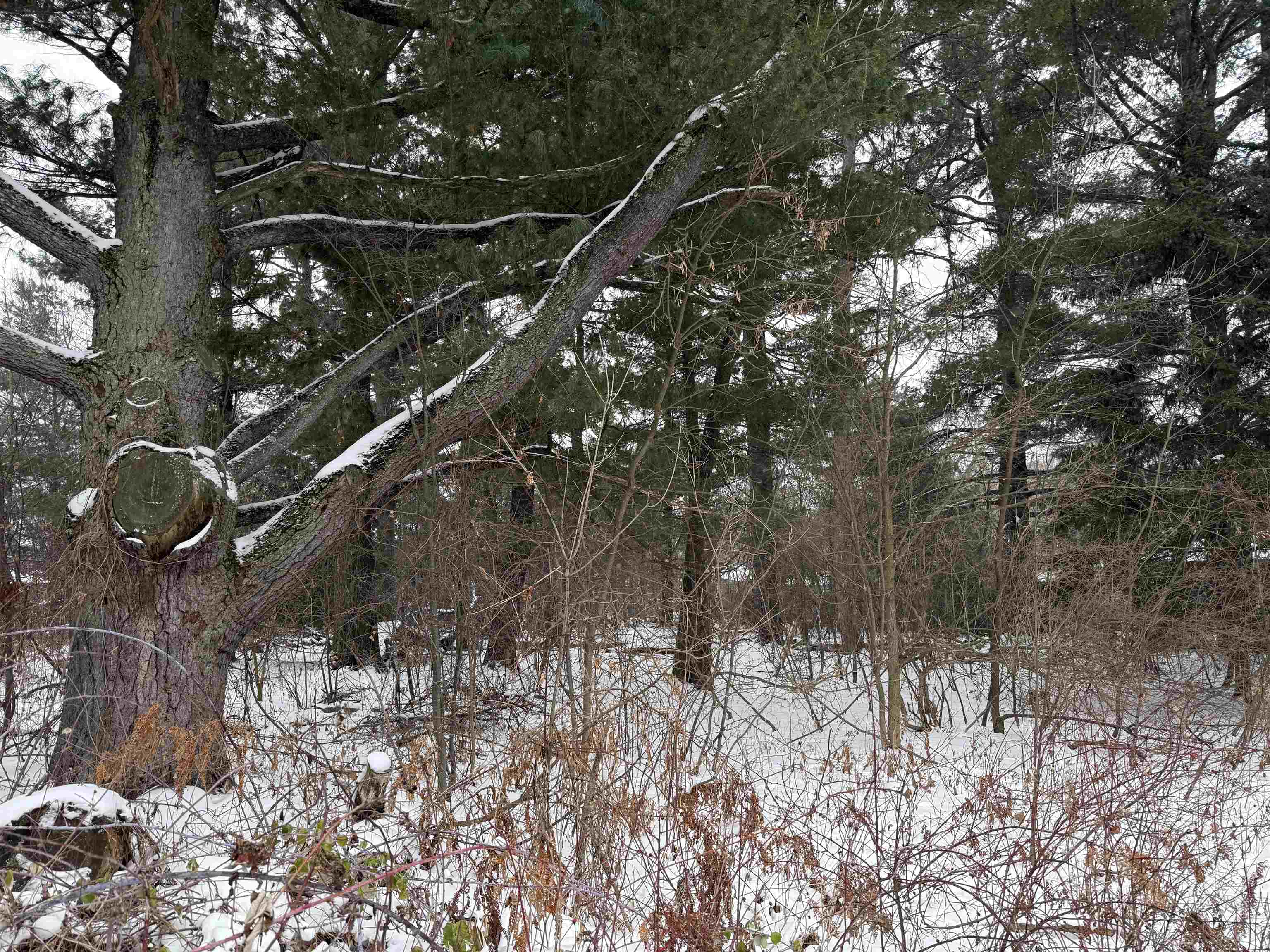 2007 BLOEDEL AVENUE, Weston, Wisconsin 54476, ,Land,For Sale,2007 BLOEDEL AVENUE,22505664