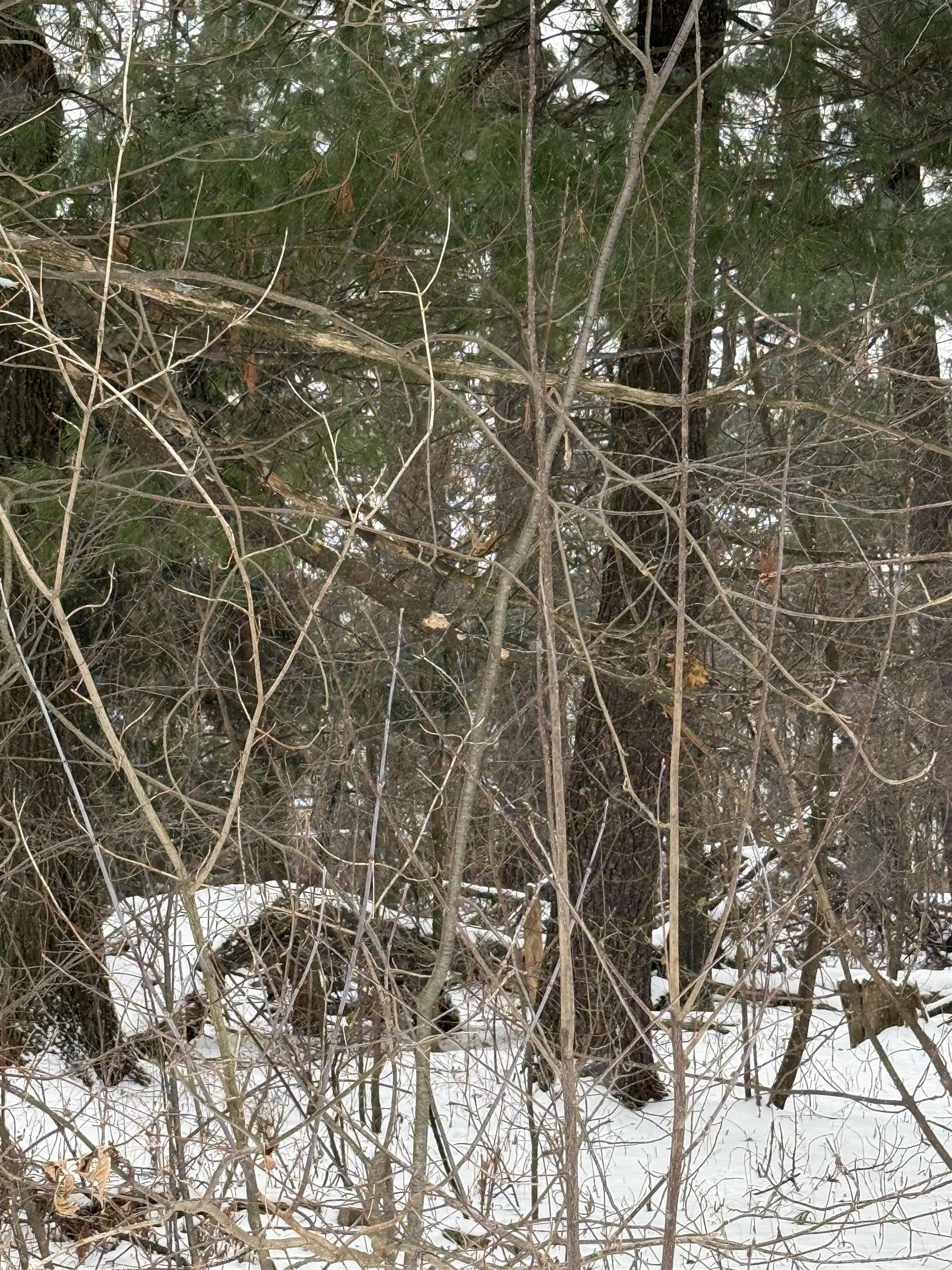 2007 BLOEDEL AVENUE, Weston, Wisconsin 54476, ,Land,For Sale,2007 BLOEDEL AVENUE,22505664