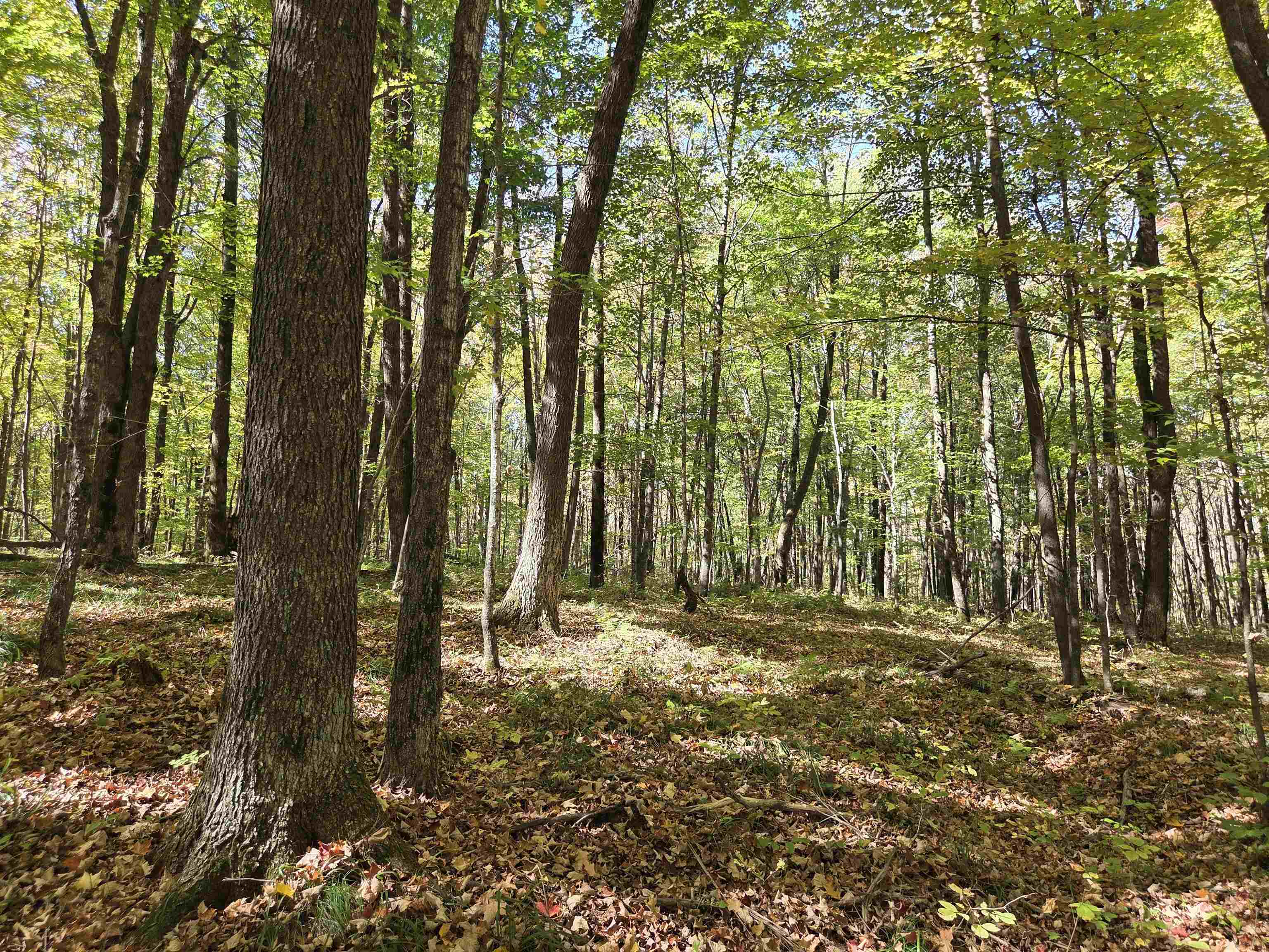 LIBERTY LANE, Kennan, Wisconsin 54537, ,Land,For Sale,LIBERTY LANE,22505773