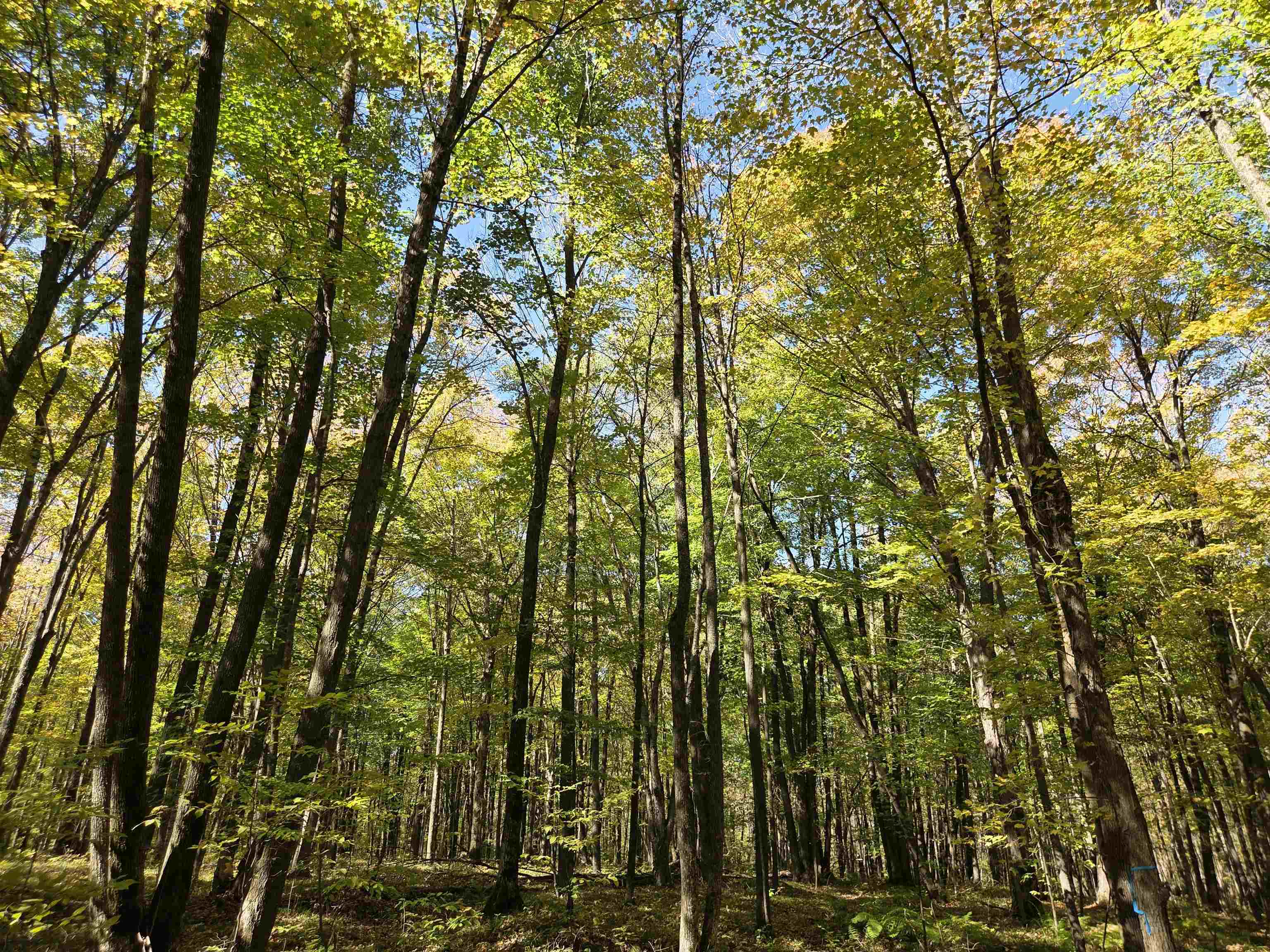 LIBERTY LANE, Kennan, Wisconsin 54537, ,Land,For Sale,LIBERTY LANE,22505773