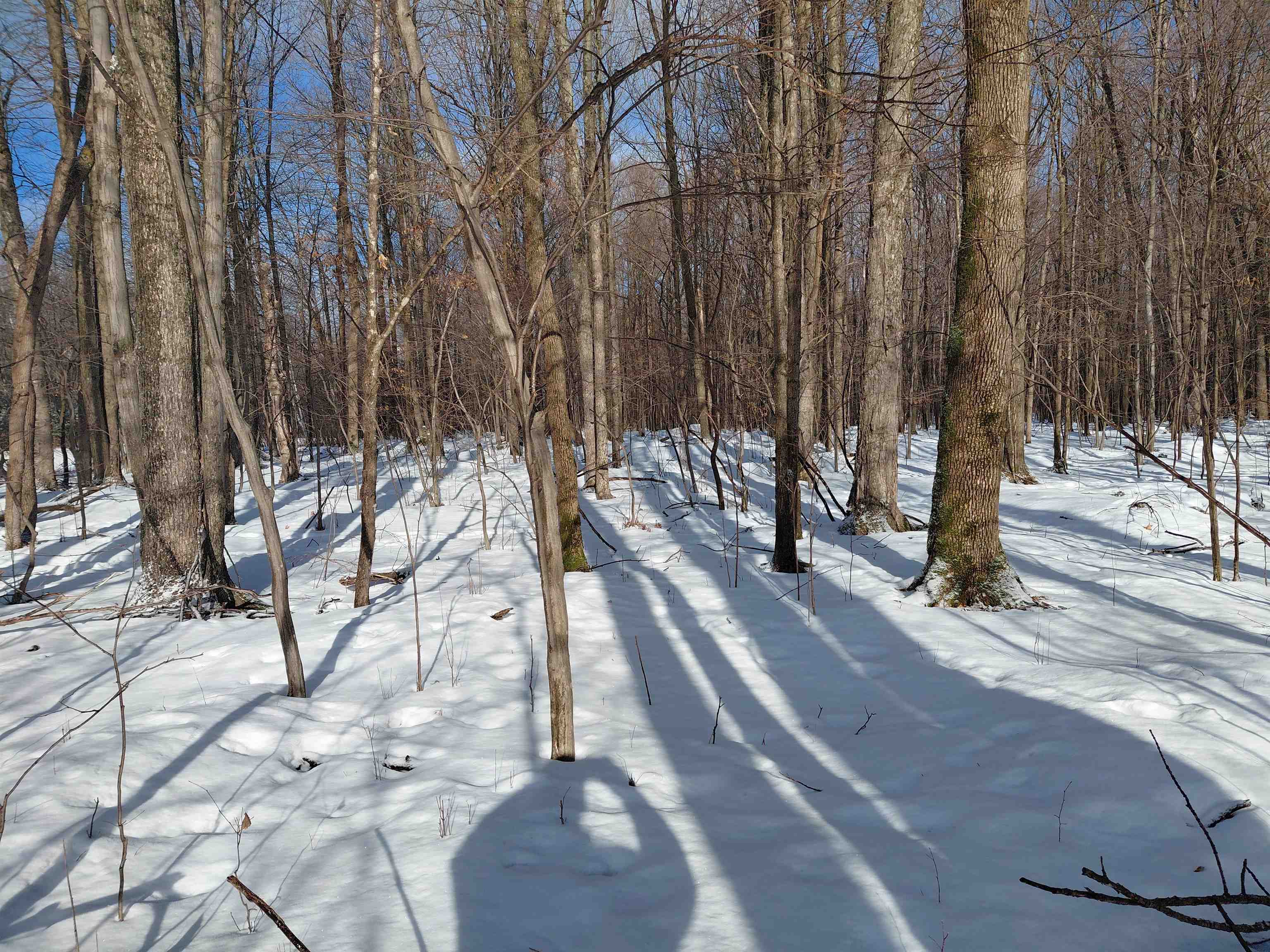 LIBERTY LANE, Kennan, Wisconsin 54537, ,Land,For Sale,LIBERTY LANE,22505773