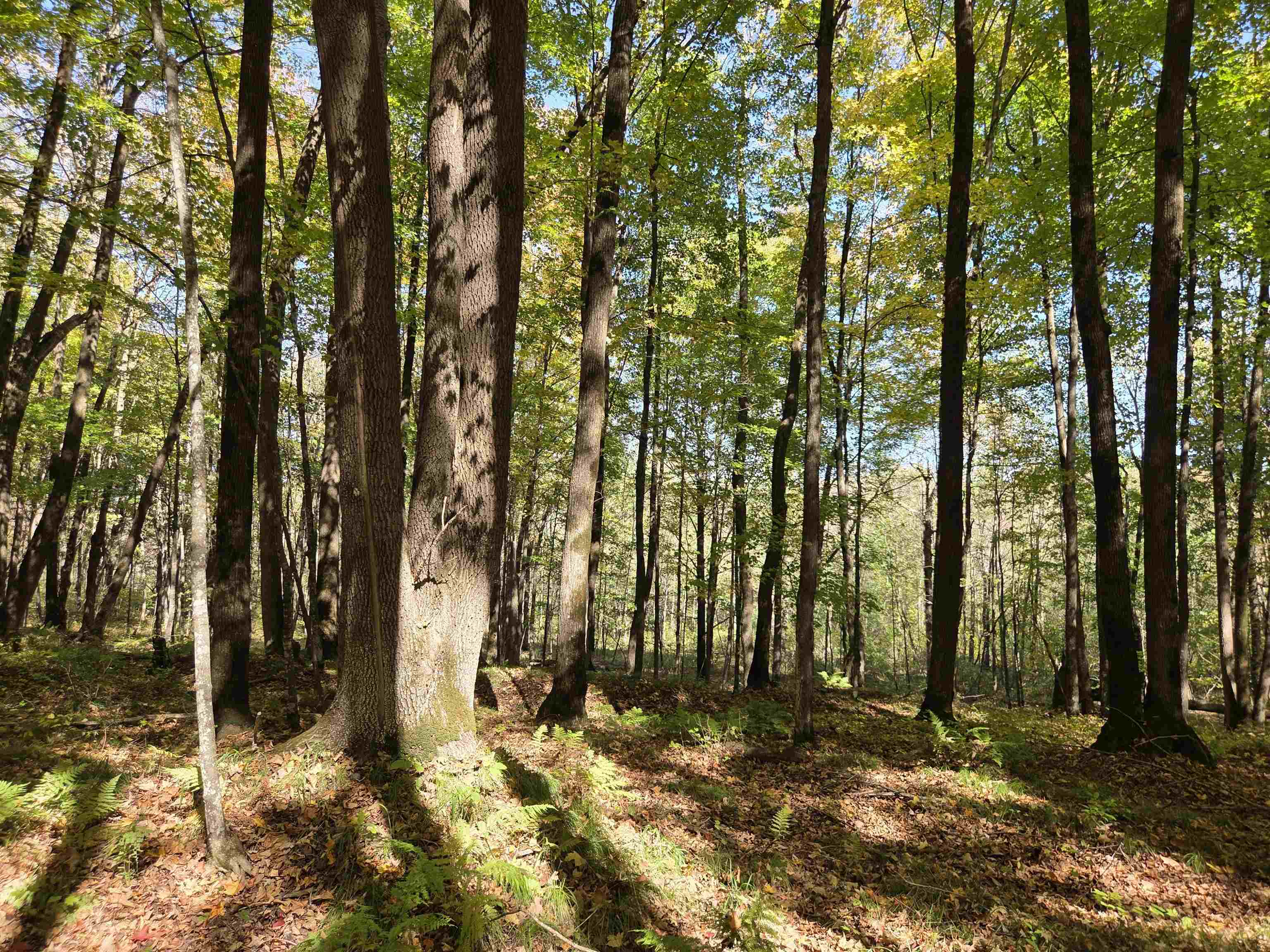 LIBERTY LANE, Kennan, Wisconsin 54537, ,Land,For Sale,LIBERTY LANE,22505773