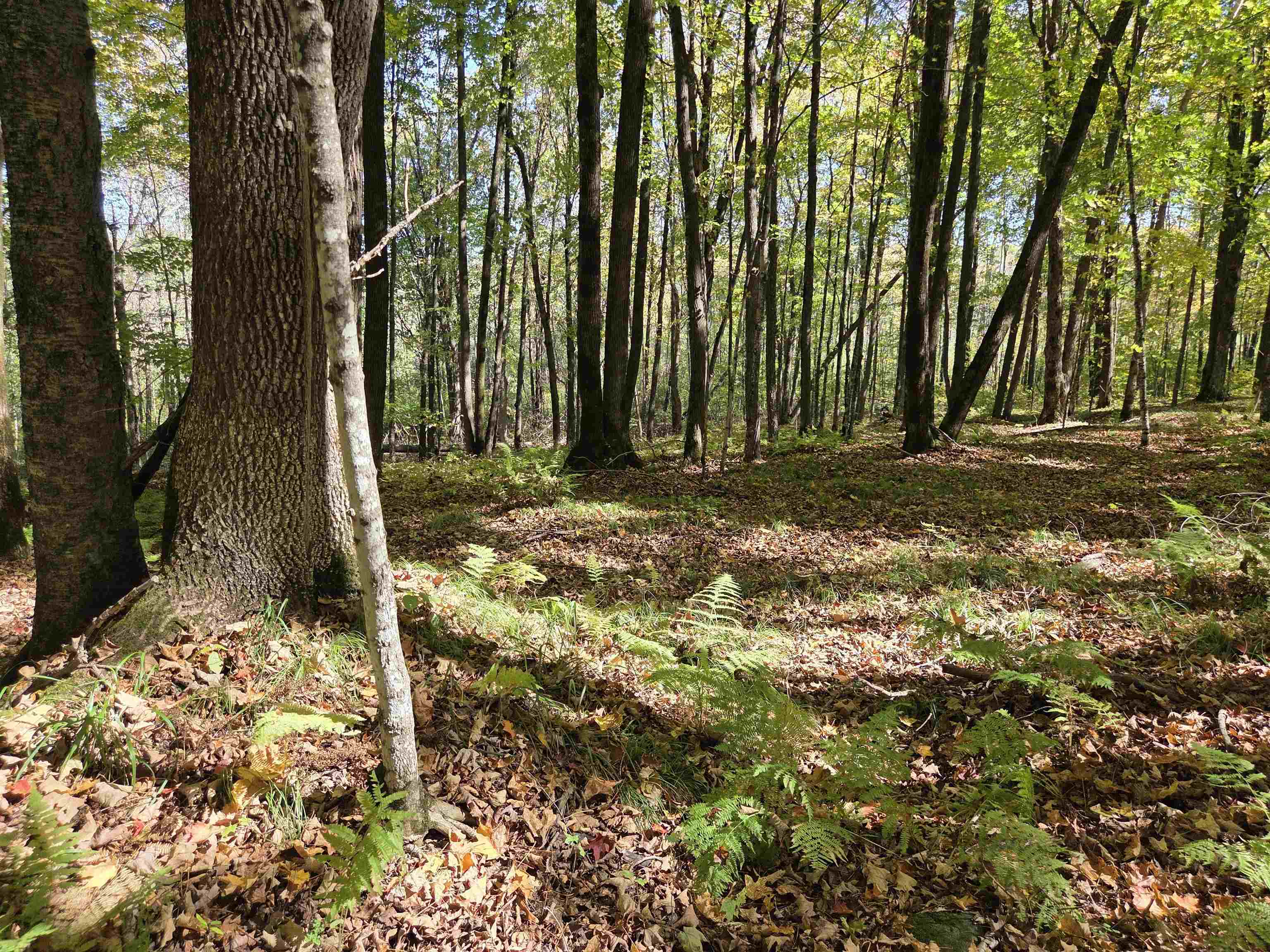LIBERTY LANE, Kennan, Wisconsin 54537, ,Land,For Sale,LIBERTY LANE,22505773