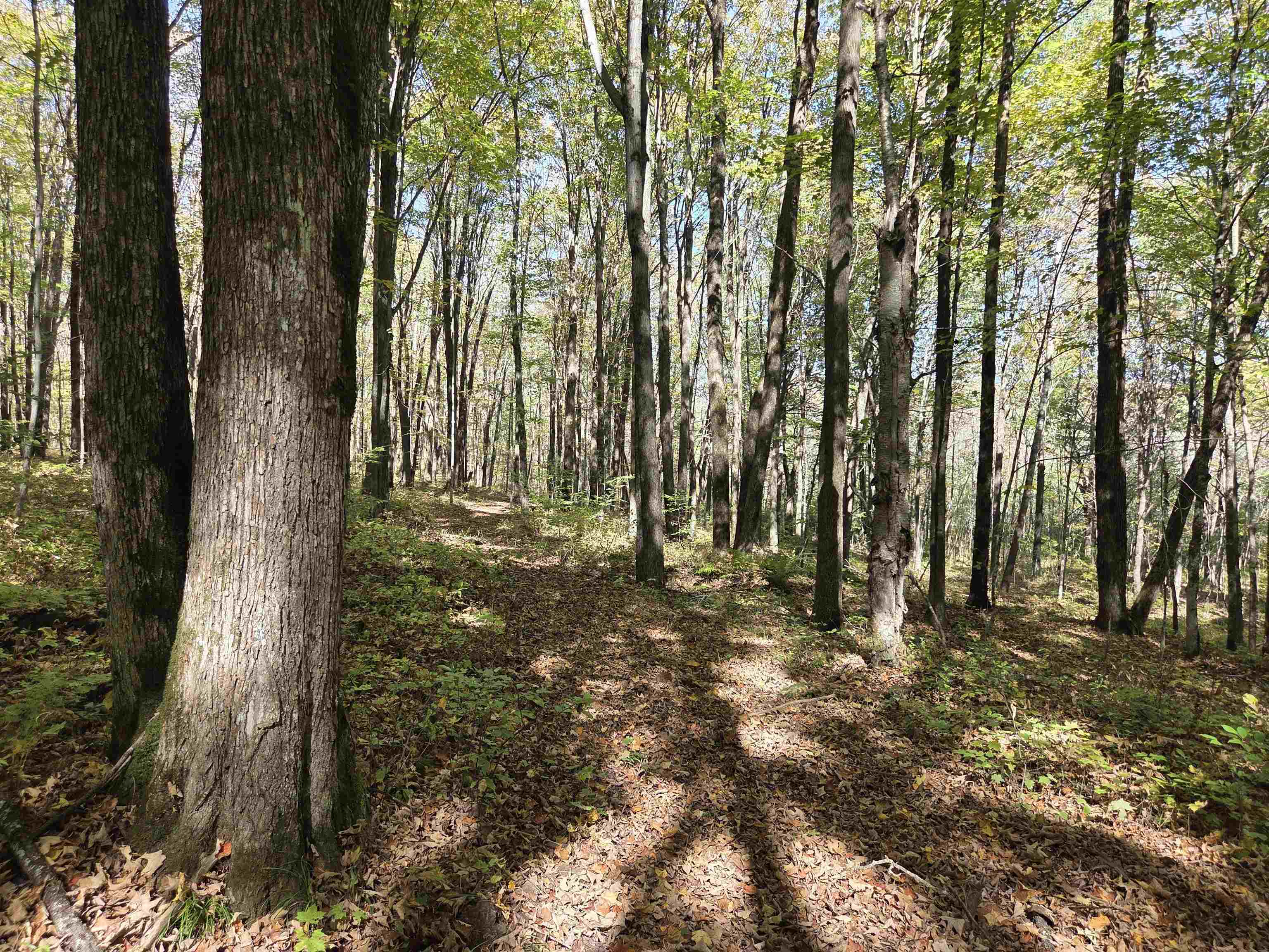 LIBERTY LANE, Kennan, Wisconsin 54537, ,Land,For Sale,LIBERTY LANE,22505773