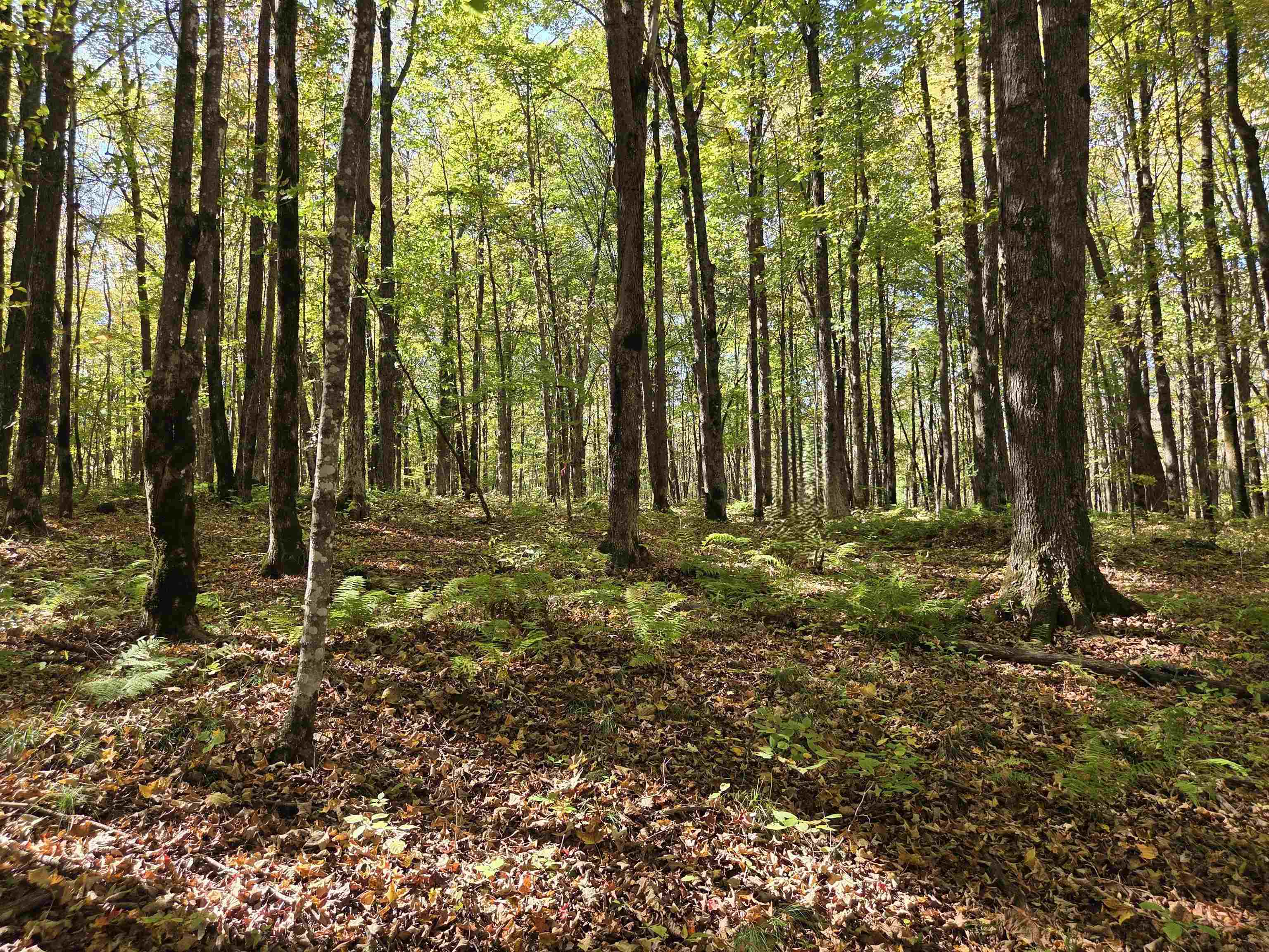 LIBERTY LANE, Kennan, Wisconsin 54537, ,Land,For Sale,LIBERTY LANE,22505773