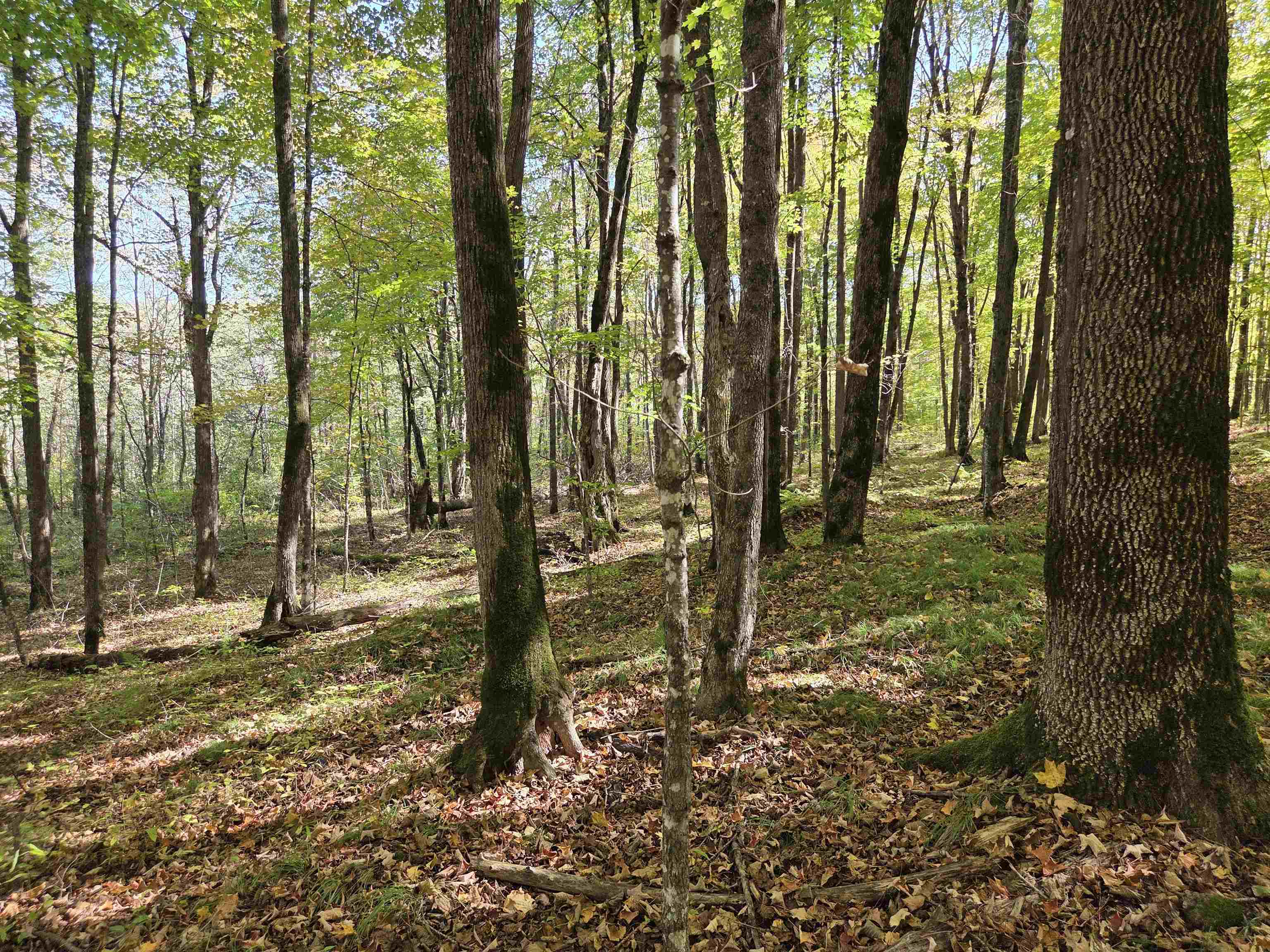 LIBERTY LANE, Kennan, Wisconsin 54537, ,Land,For Sale,LIBERTY LANE,22505773