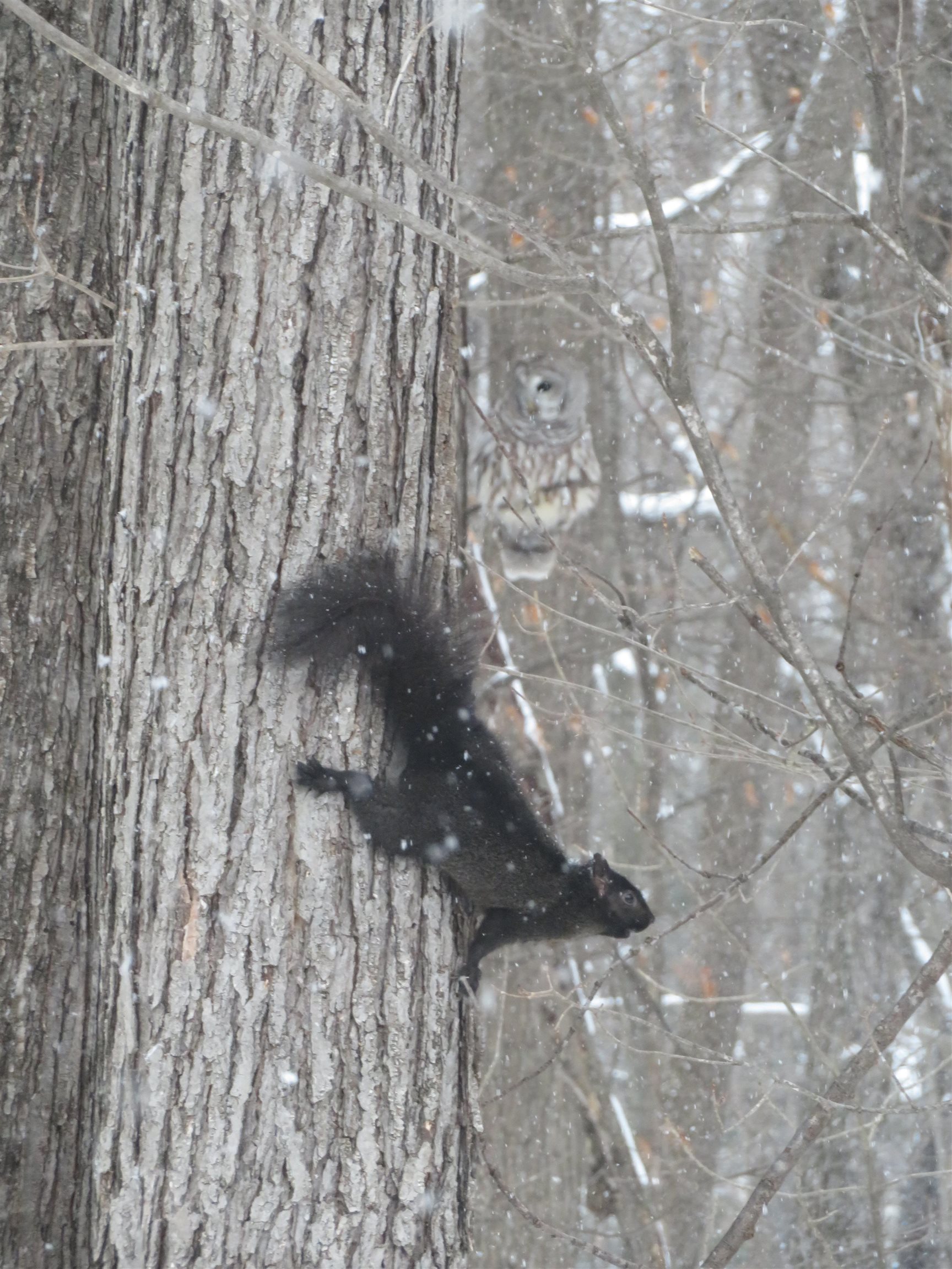 W4480 BIRCH HILL LANE, Merrill, Wisconsin 54452, 4 Bedrooms Bedrooms, ,1 BathroomBathrooms,Residential,For Sale,W4480 BIRCH HILL LANE,22505794