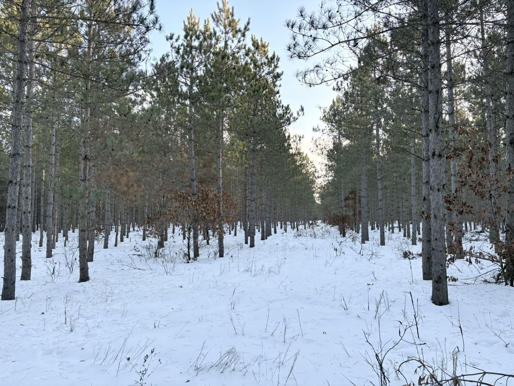 West 10 Acres WILDERNESS LANE, Wisconsin Rapids, Wisconsin 54494, ,Land,For Sale,West 10 Acres WILDERNESS LANE,22505796
