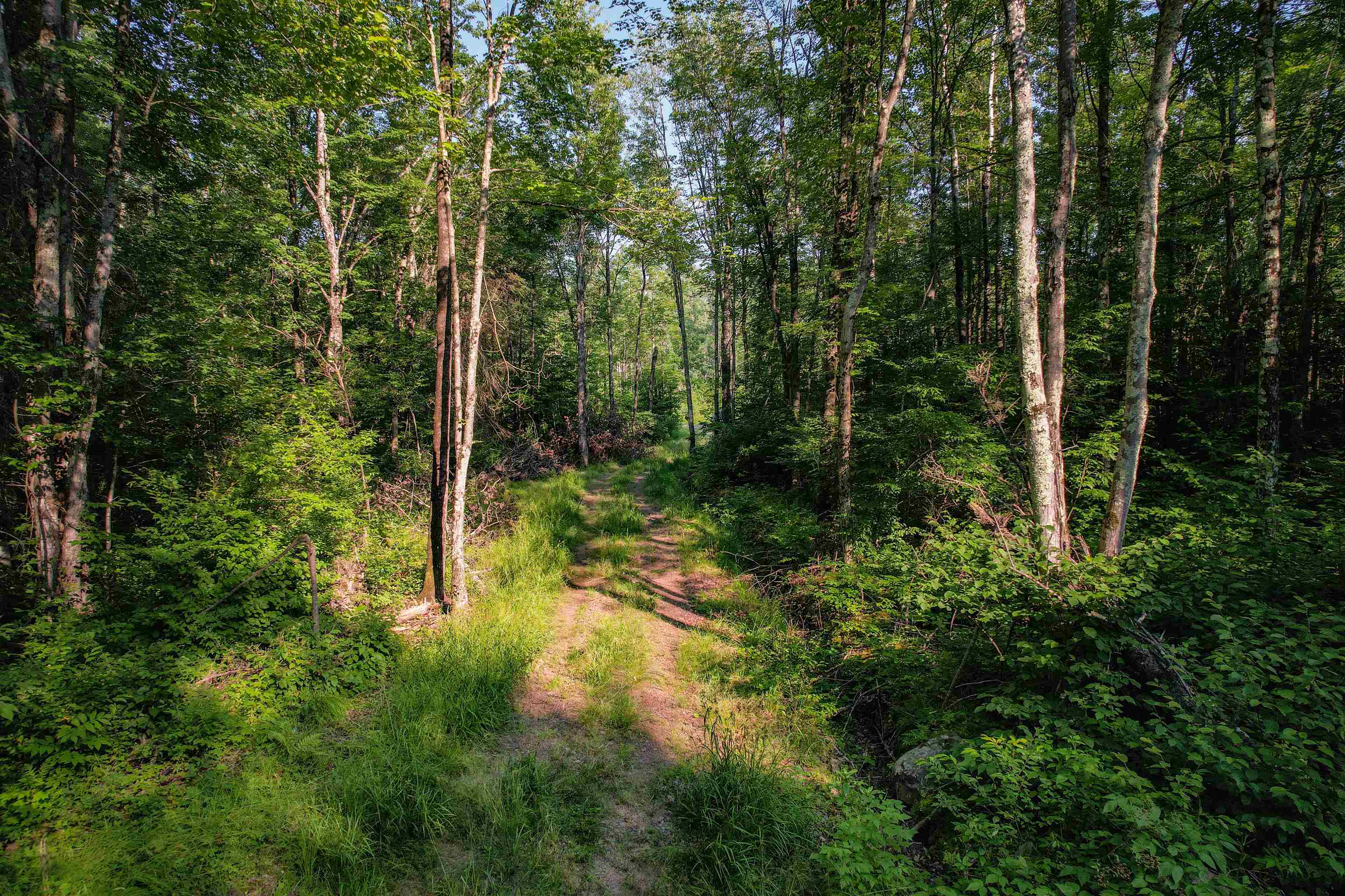 Lot 15 SCOUT TRAIL, Ojibwa, Wisconsin 54862, ,Land,For Sale,Lot 15 SCOUT TRAIL,22600078