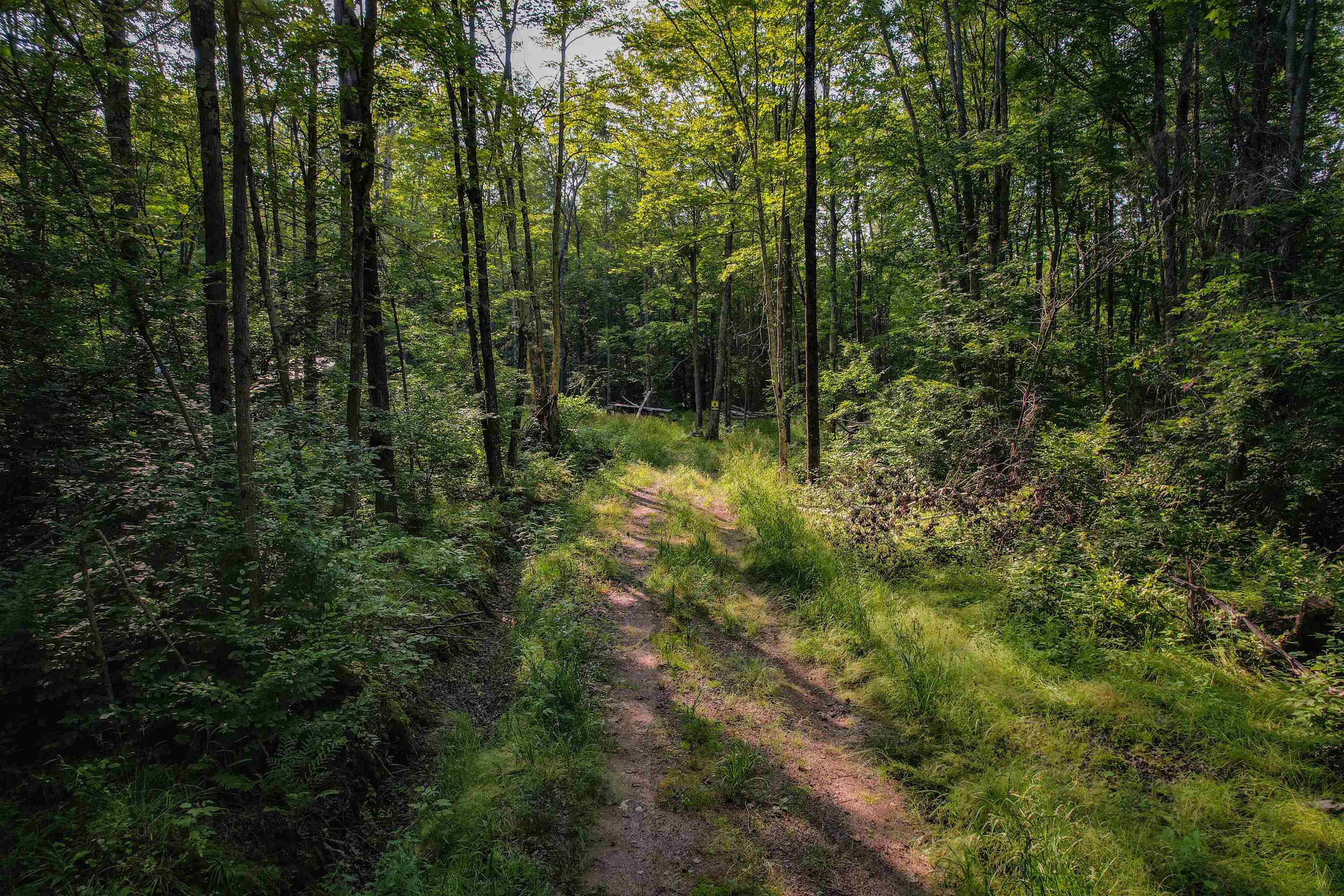 Lot 15 SCOUT TRAIL, Ojibwa, Wisconsin 54862, ,Land,For Sale,Lot 15 SCOUT TRAIL,22600078