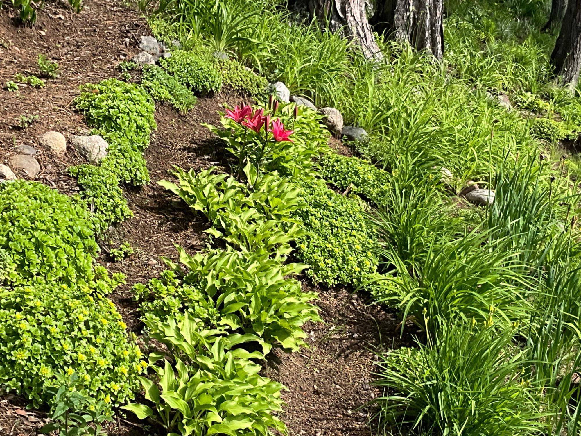 2244 RIVER ROAD, Tomahawk, Wisconsin 54487, 3 Bedrooms Bedrooms, ,3 BathroomsBathrooms,Residential,For Sale,2244 RIVER ROAD,22600092