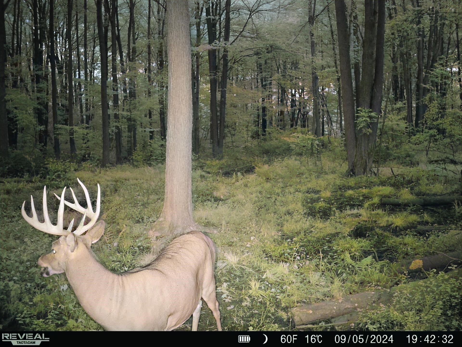 239095 DAWSON ROAD, Athens, Wisconsin 54411, ,Land,For Sale,239095 DAWSON ROAD,22600296