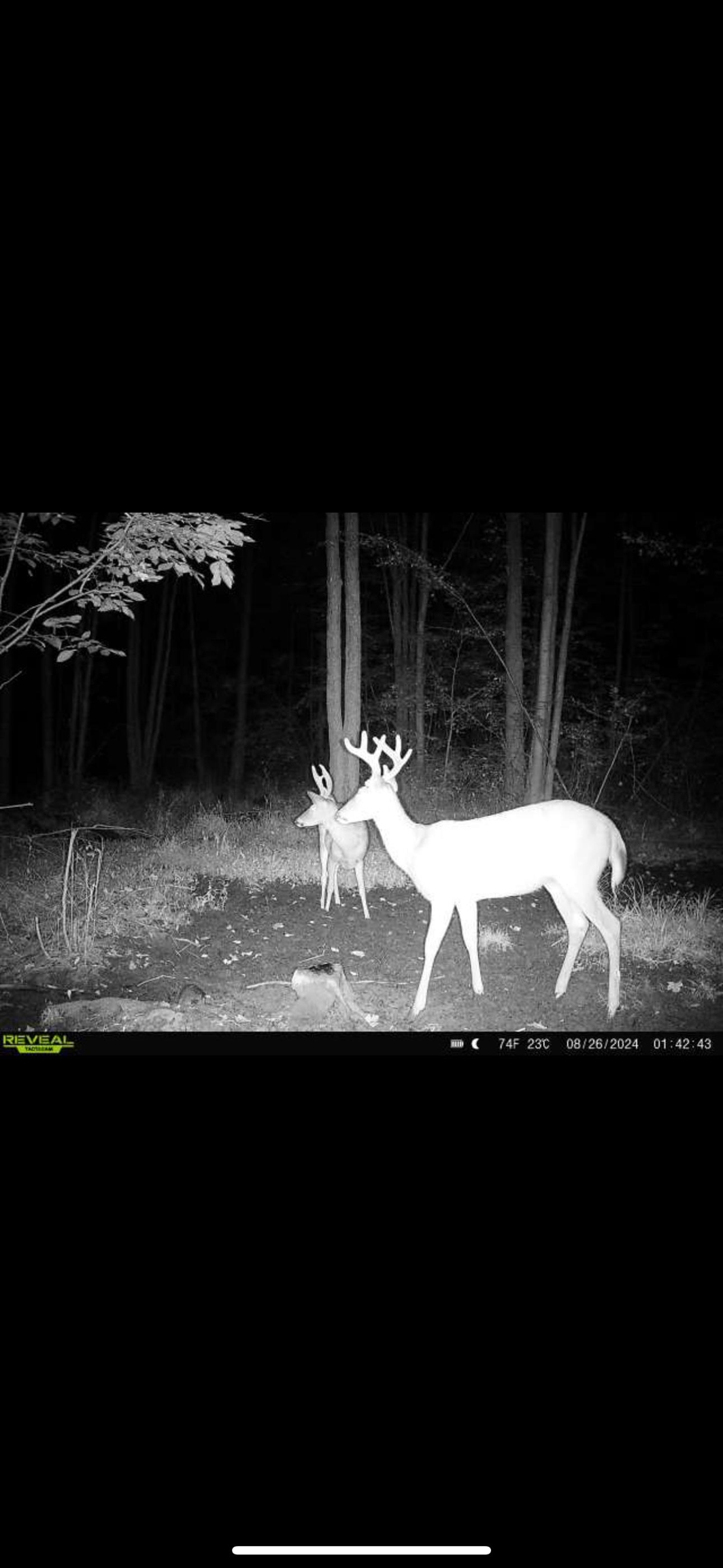 239095 DAWSON ROAD, Athens, Wisconsin 54411, ,Land,For Sale,239095 DAWSON ROAD,22600296