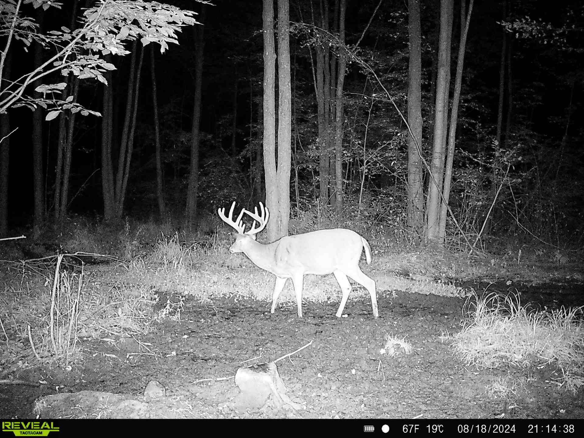 239095 DAWSON ROAD, Athens, Wisconsin 54411, ,Land,For Sale,239095 DAWSON ROAD,22600296