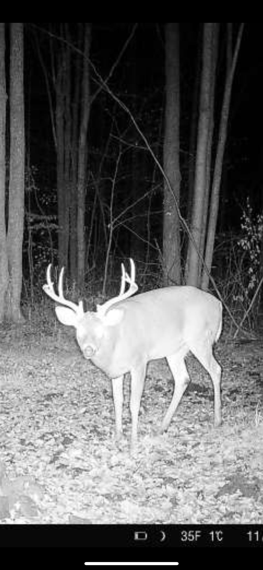 239095 DAWSON ROAD, Athens, Wisconsin 54411, ,Land,For Sale,239095 DAWSON ROAD,22600296