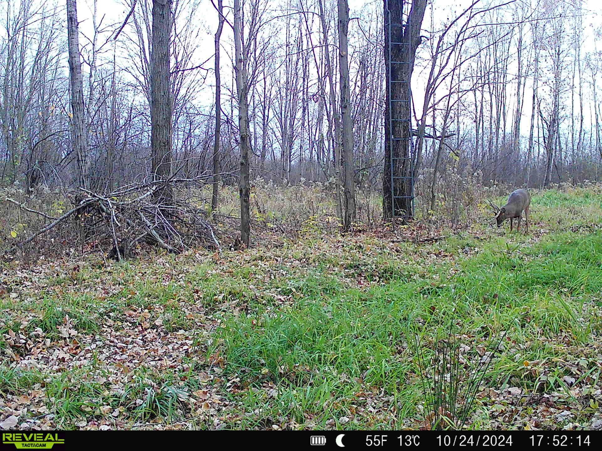 239095 DAWSON ROAD, Athens, Wisconsin 54411, ,Land,For Sale,239095 DAWSON ROAD,22600296