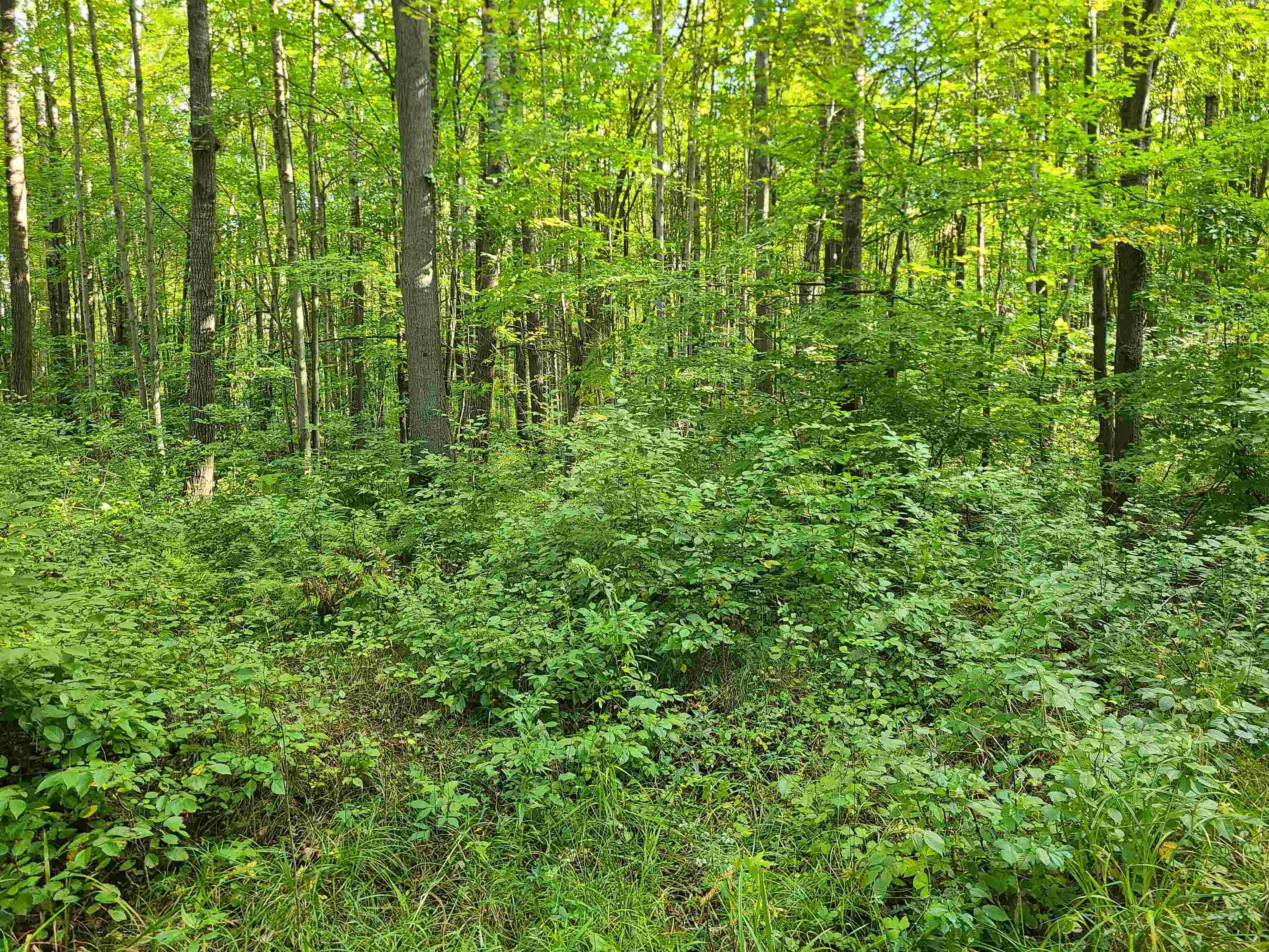 239095 DAWSON ROAD, Athens, Wisconsin 54411, ,Land,For Sale,239095 DAWSON ROAD,22600296