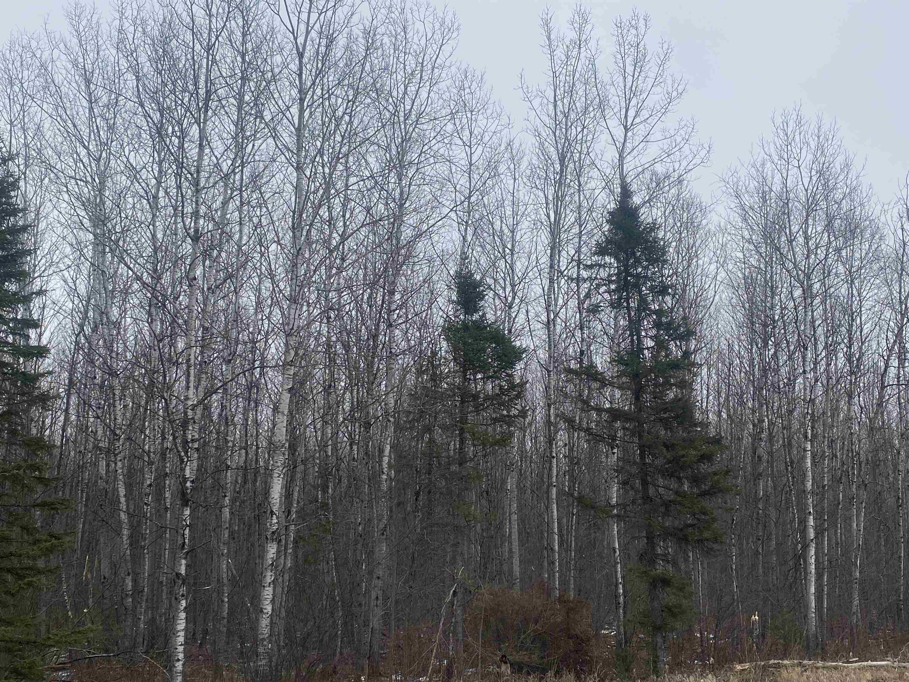 ON COUNTY ROAD E, Tomahawk, Wisconsin 54487, ,Land,For Sale,ON COUNTY ROAD E,22600359