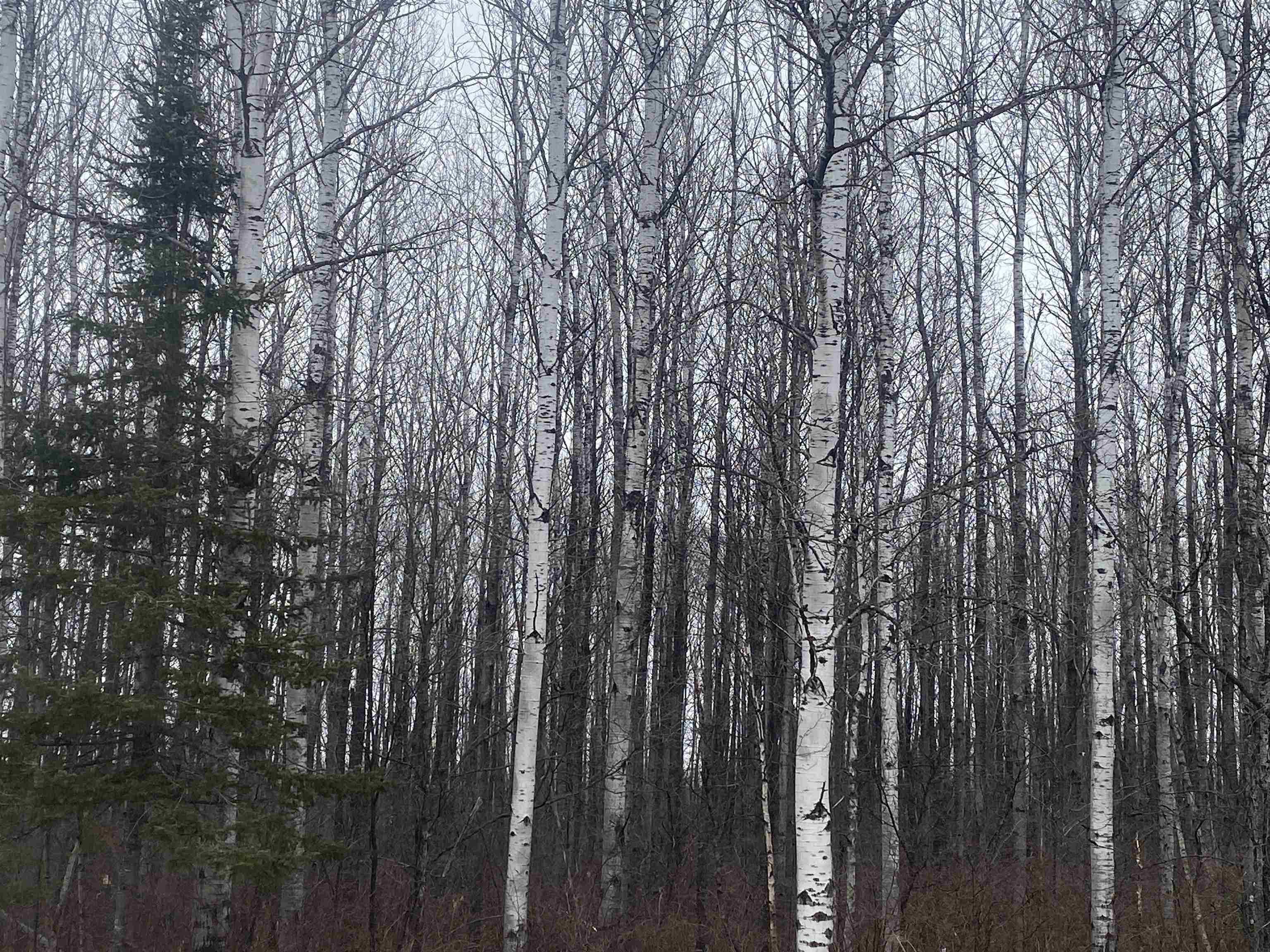 ON COUNTY ROAD E, Tomahawk, Wisconsin 54487, ,Land,For Sale,ON COUNTY ROAD E,22600360