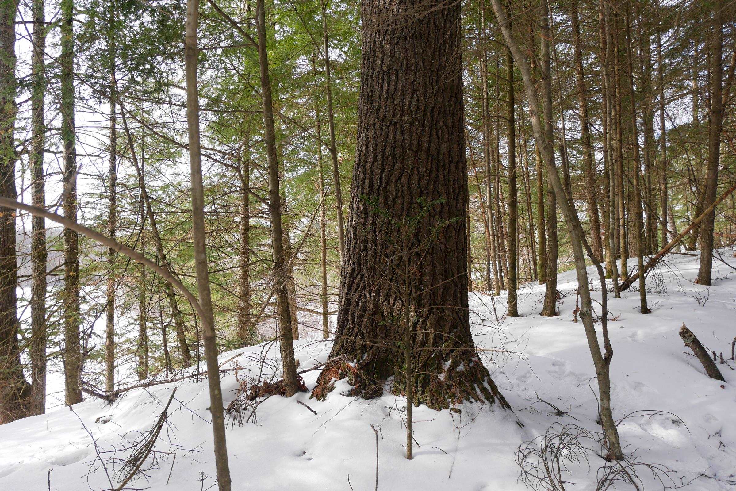 +/-.544 Acre SALEM LAKE ROAD, Medford, Wisconsin 54451, ,Land,For Sale,+/-.544 Acre SALEM LAKE ROAD,22600442