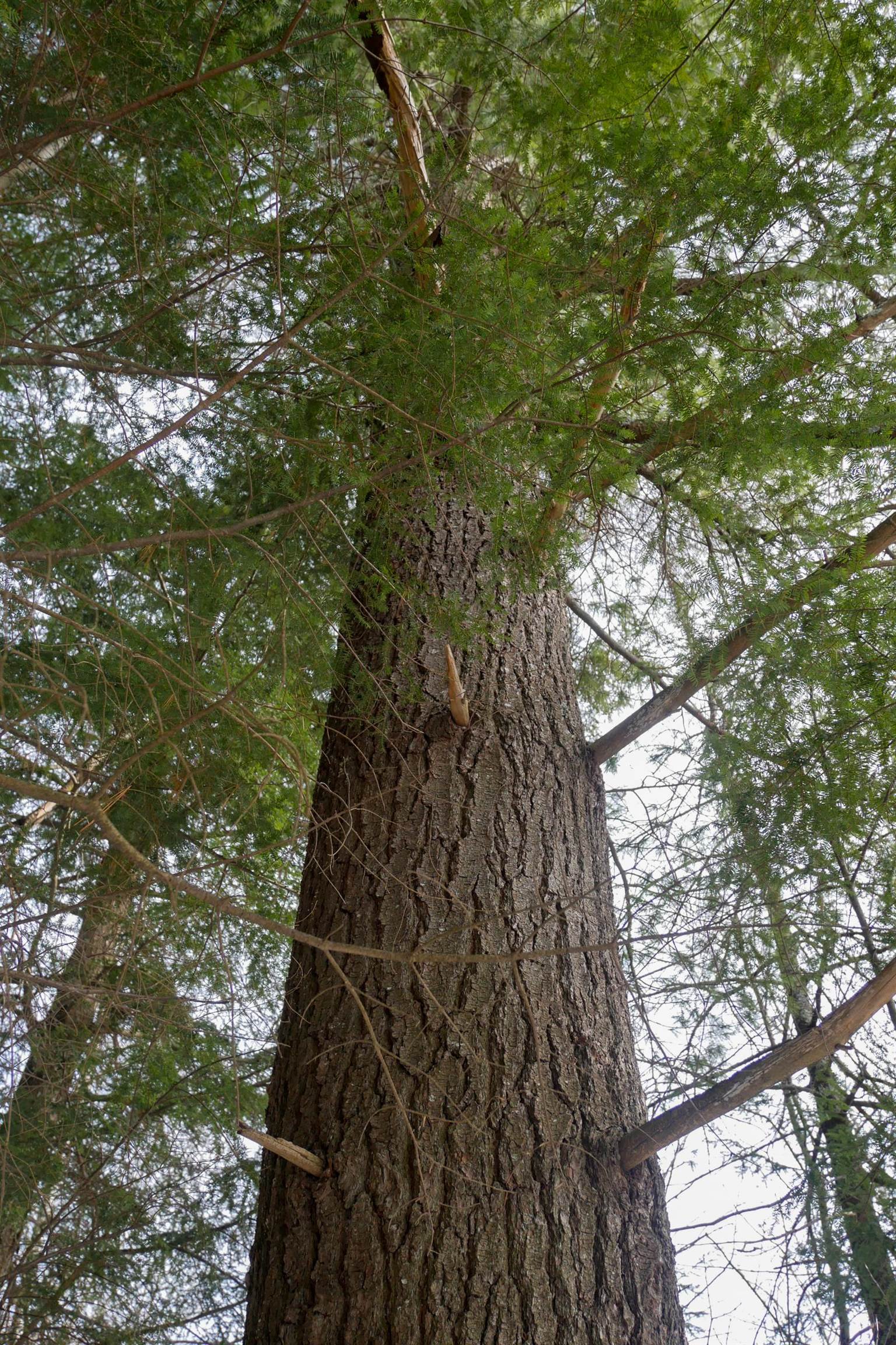 +/-.544 Acre SALEM LAKE ROAD, Medford, Wisconsin 54451, ,Land,For Sale,+/-.544 Acre SALEM LAKE ROAD,22600442