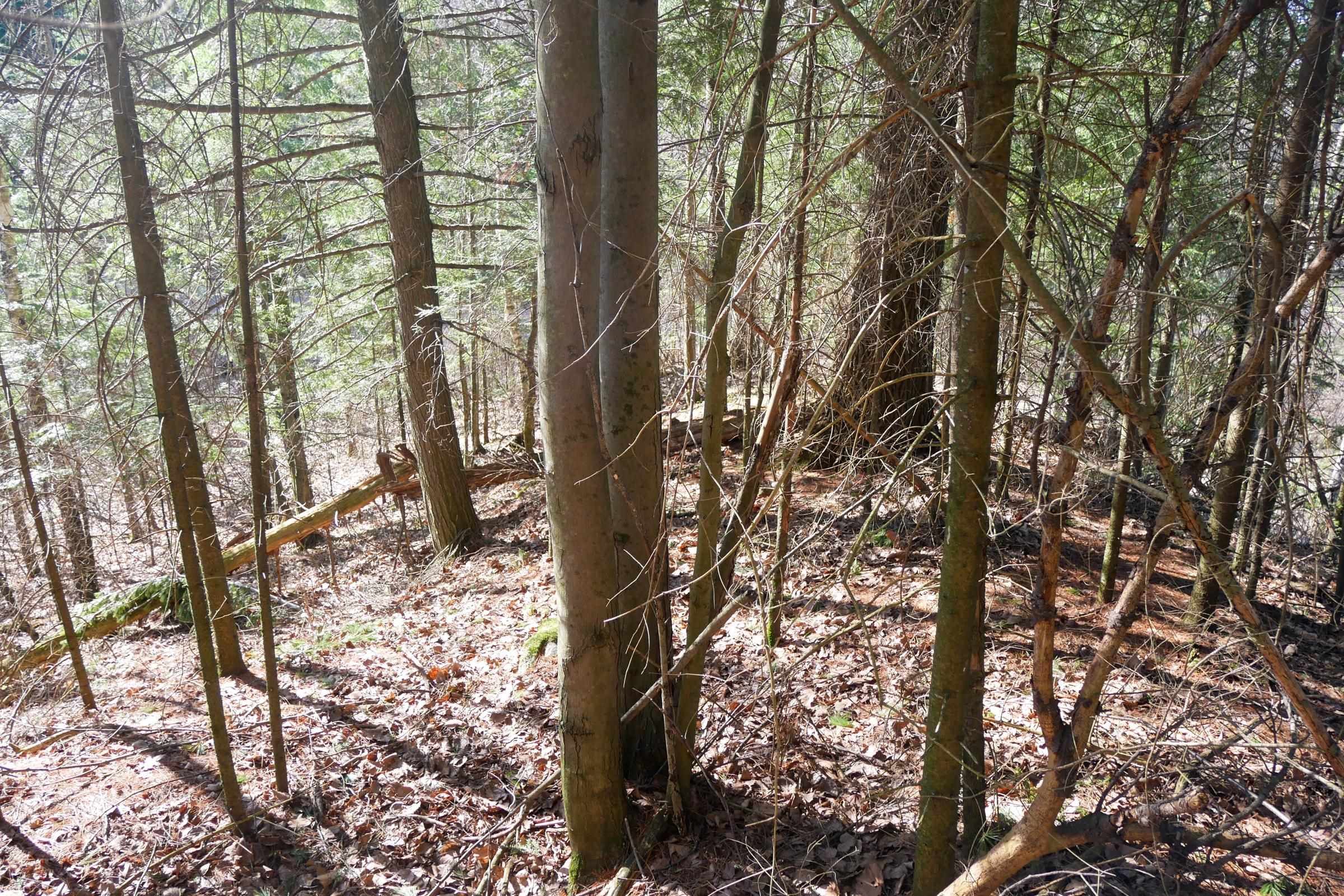+/-.544 Acre SALEM LAKE ROAD, Medford, Wisconsin 54451, ,Land,For Sale,+/-.544 Acre SALEM LAKE ROAD,22600442