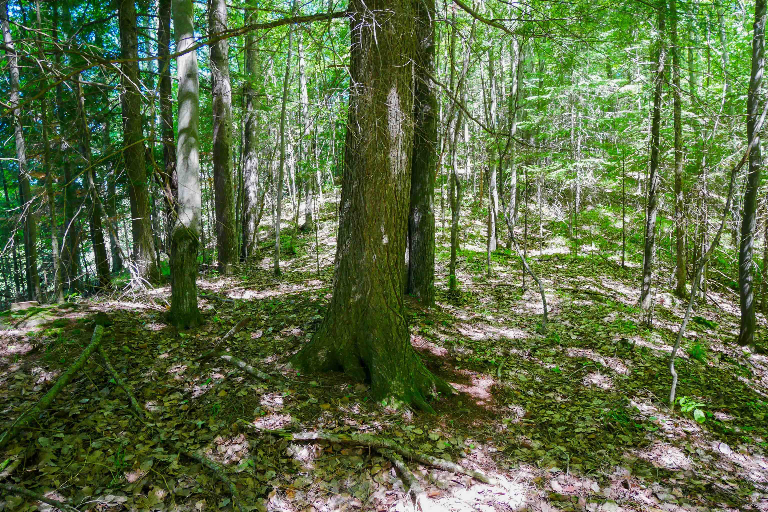 +/-.544 Acre SALEM LAKE ROAD, Medford, Wisconsin 54451, ,Land,For Sale,+/-.544 Acre SALEM LAKE ROAD,22600442