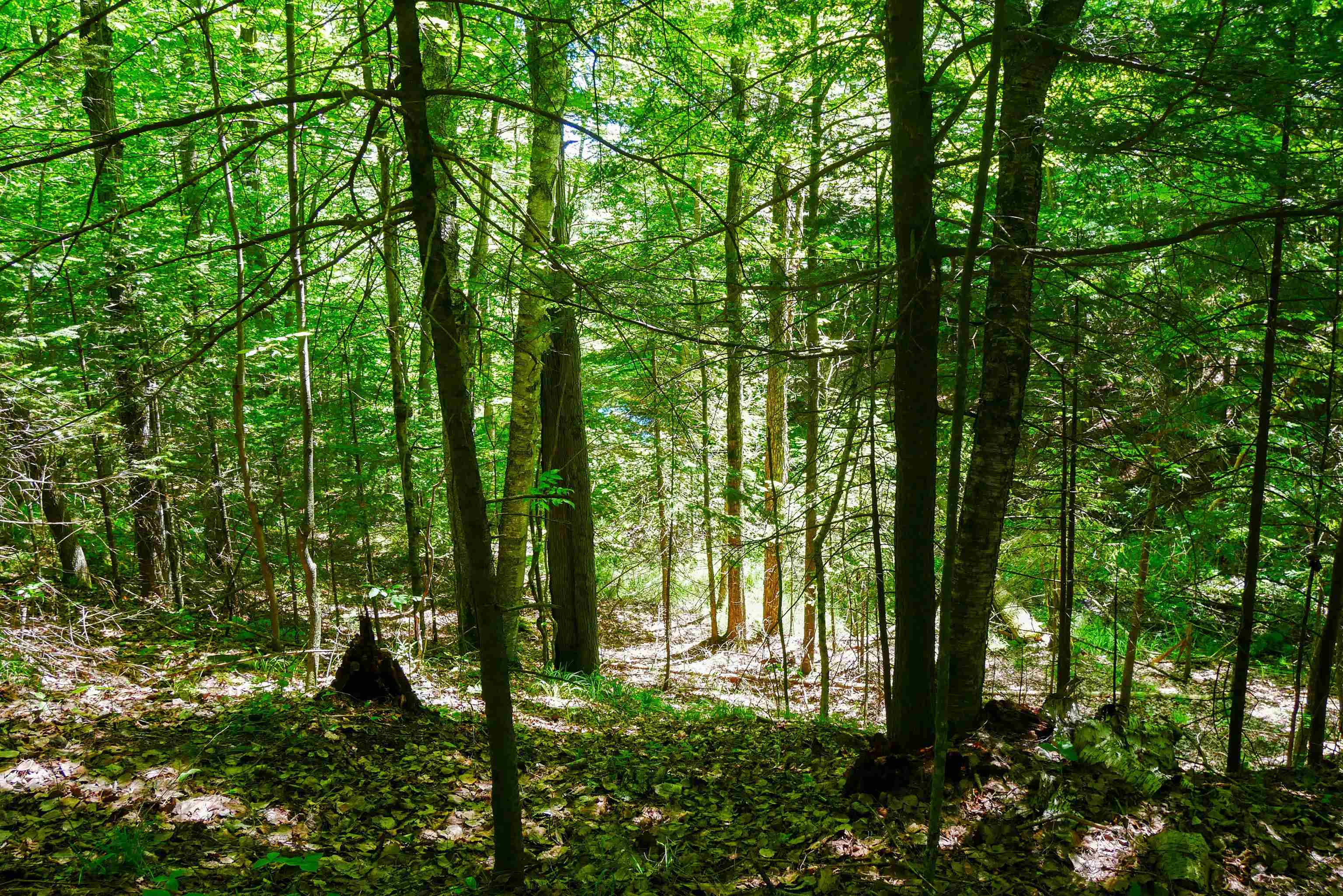 +/-.544 Acre SALEM LAKE ROAD, Medford, Wisconsin 54451, ,Land,For Sale,+/-.544 Acre SALEM LAKE ROAD,22600442
