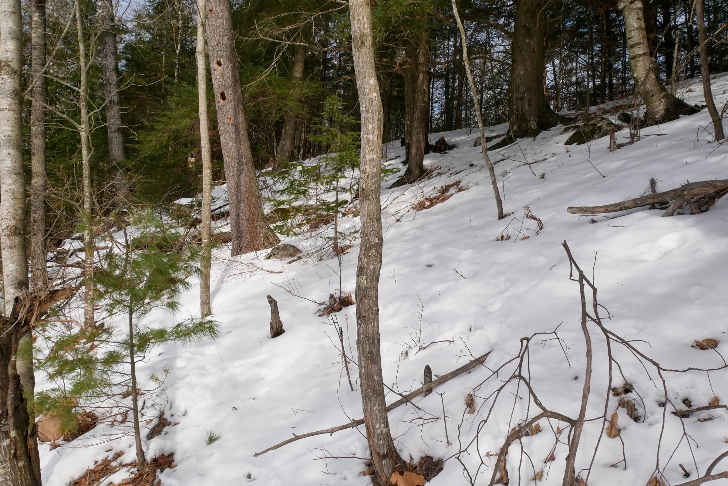 +/-.544 Acre SALEM LAKE ROAD, Medford, Wisconsin 54451, ,Land,For Sale,+/-.544 Acre SALEM LAKE ROAD,22600442