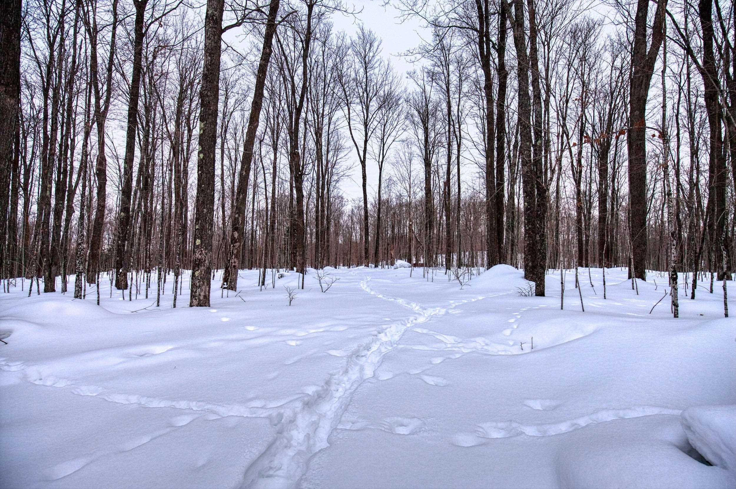 N16381 SAND COVE POINTE ROAD, Park Falls, Wisconsin 54552, ,Land,For Sale,N16381 SAND COVE POINTE ROAD,22600447