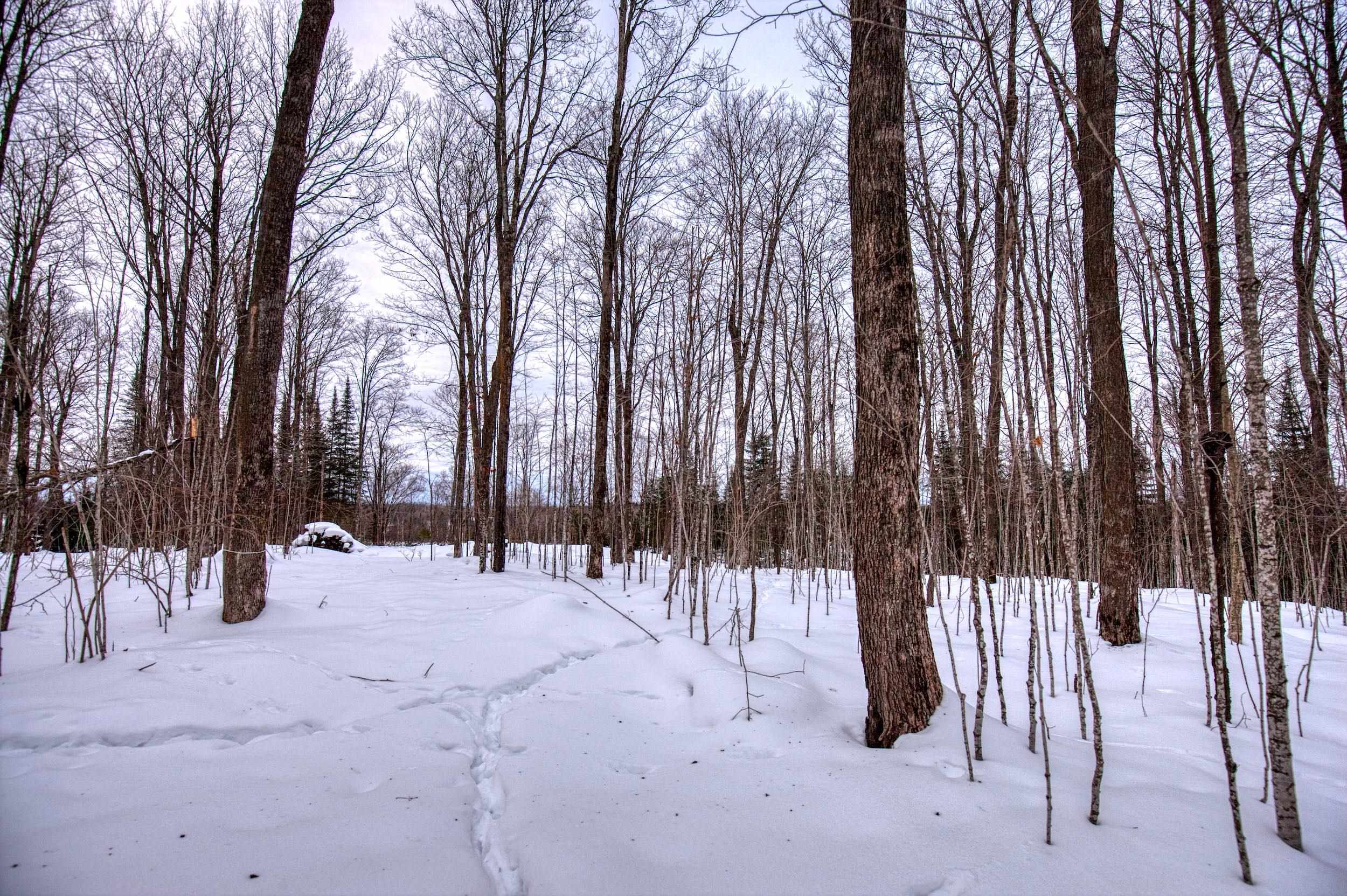 N16381 SAND COVE POINTE ROAD, Park Falls, Wisconsin 54552, ,Land,For Sale,N16381 SAND COVE POINTE ROAD,22600447