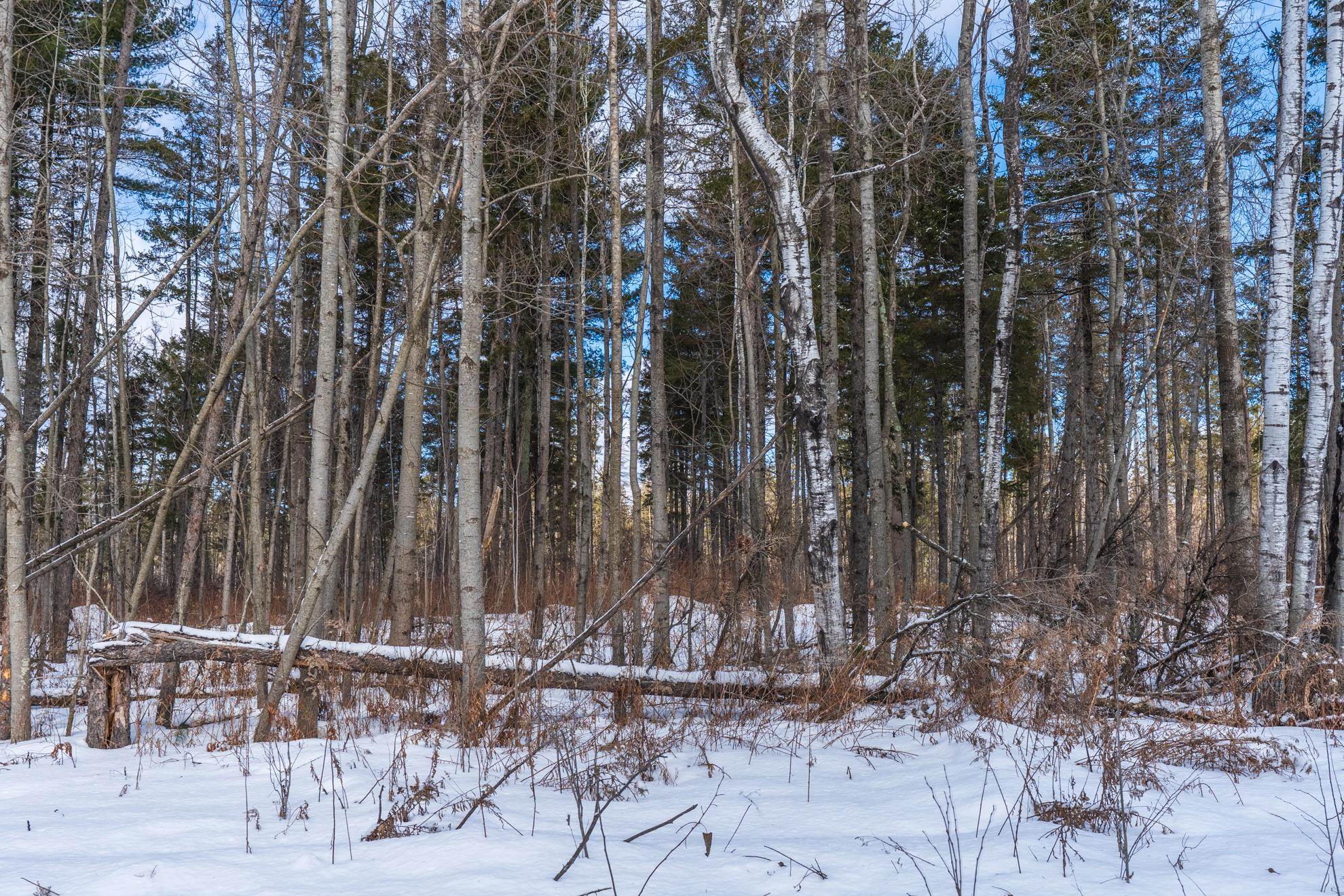 38.92 Acres COUNTY ROAD L, Athens, Wisconsin 54411, ,Land,For Sale,38.92 Acres COUNTY ROAD L,22600463