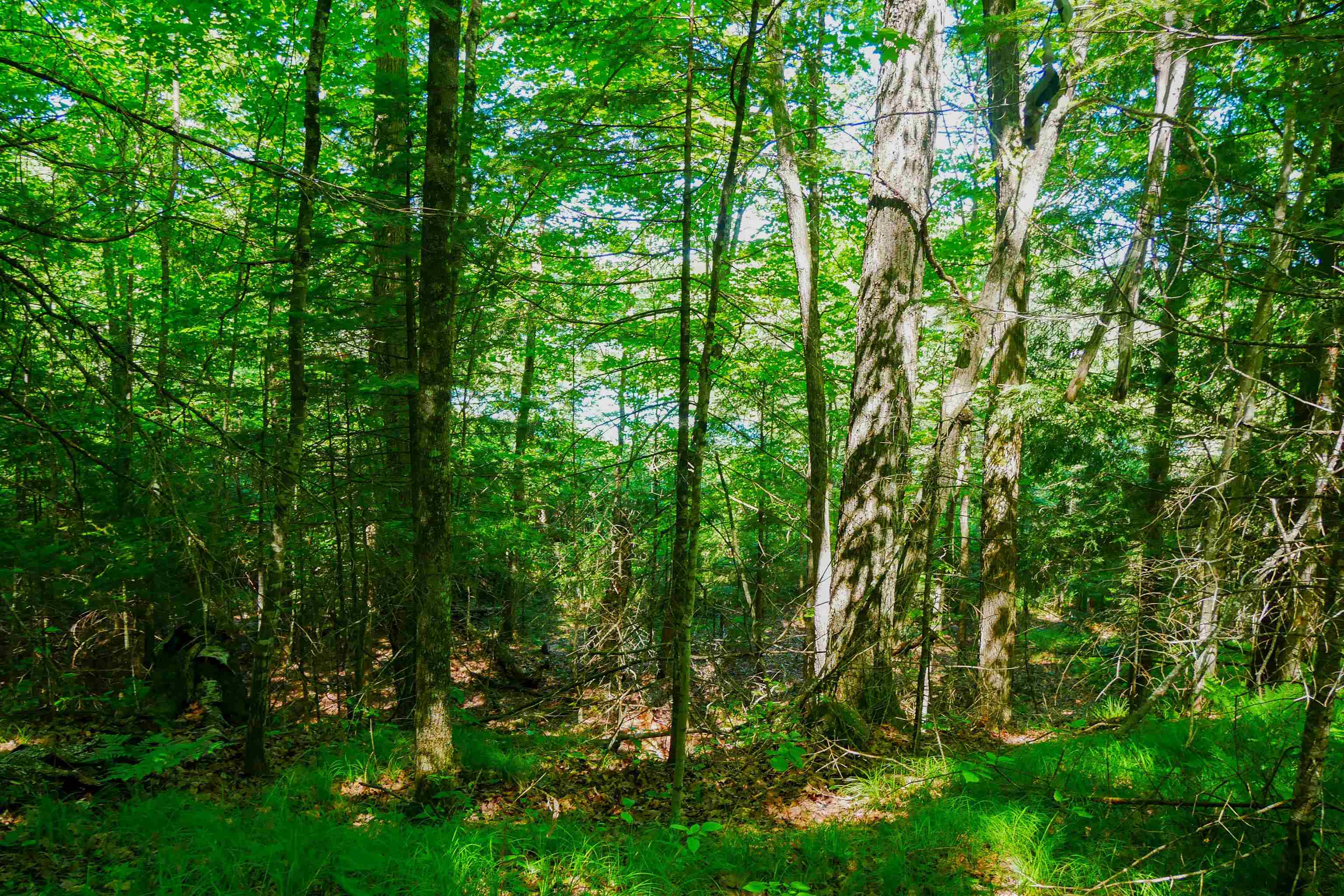 Aprx .757 Acres SALEM LAKE ROAD, Medford, Wisconsin 54451, ,Land,For Sale,Aprx .757 Acres SALEM LAKE ROAD,22600471