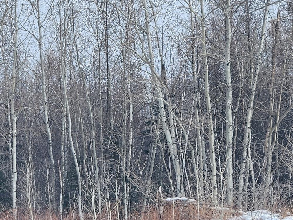 LEACH ROAD, Irma, Wisconsin 54442, ,Land,For Sale,LEACH ROAD,22600521