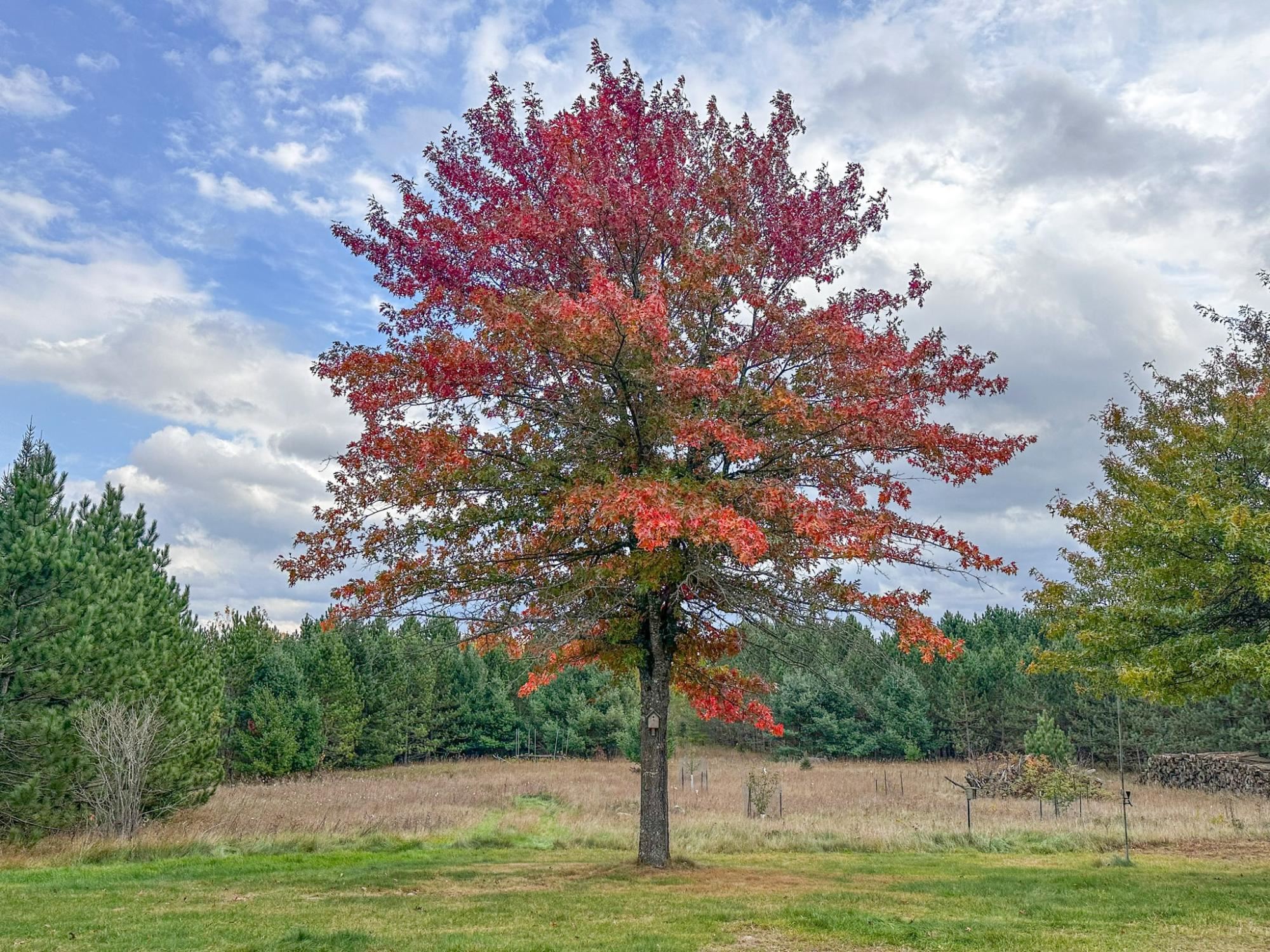 N10498 SAILOR LAKE ROAD, Phillips, Wisconsin 54555, 3 Bedrooms Bedrooms, ,1 BathroomBathrooms,Residential,For Sale,N10498 SAILOR LAKE ROAD,22600530