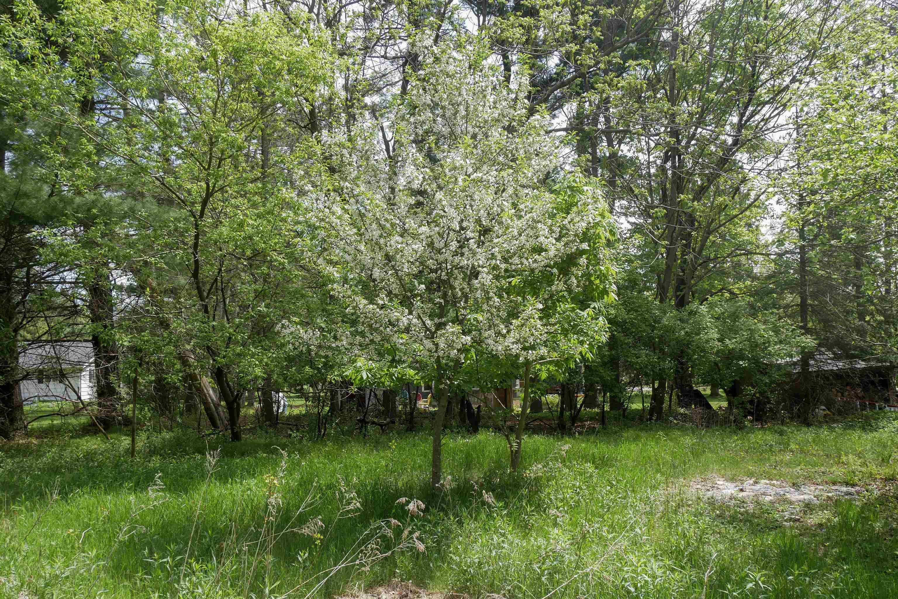 +/-3 Acres CEDAR STREET, Medford, Wisconsin 54451, ,Land,For Sale,+/-3 Acres CEDAR STREET,22600536