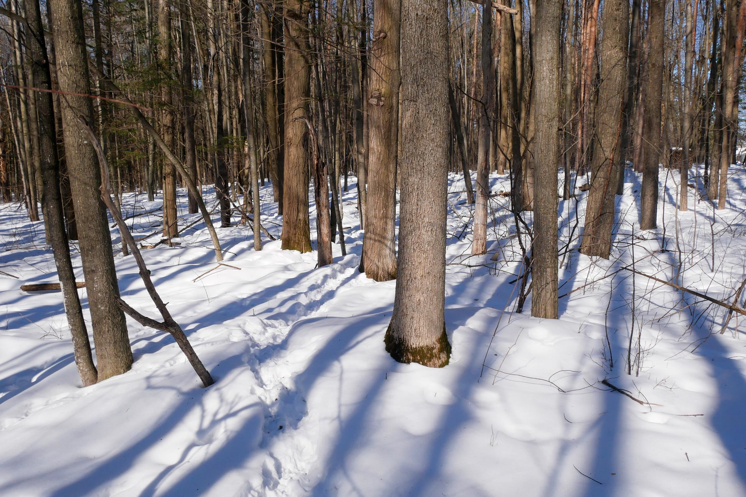 +/-3 Acres CEDAR STREET, Medford, Wisconsin 54451, ,Land,For Sale,+/-3 Acres CEDAR STREET,22600536