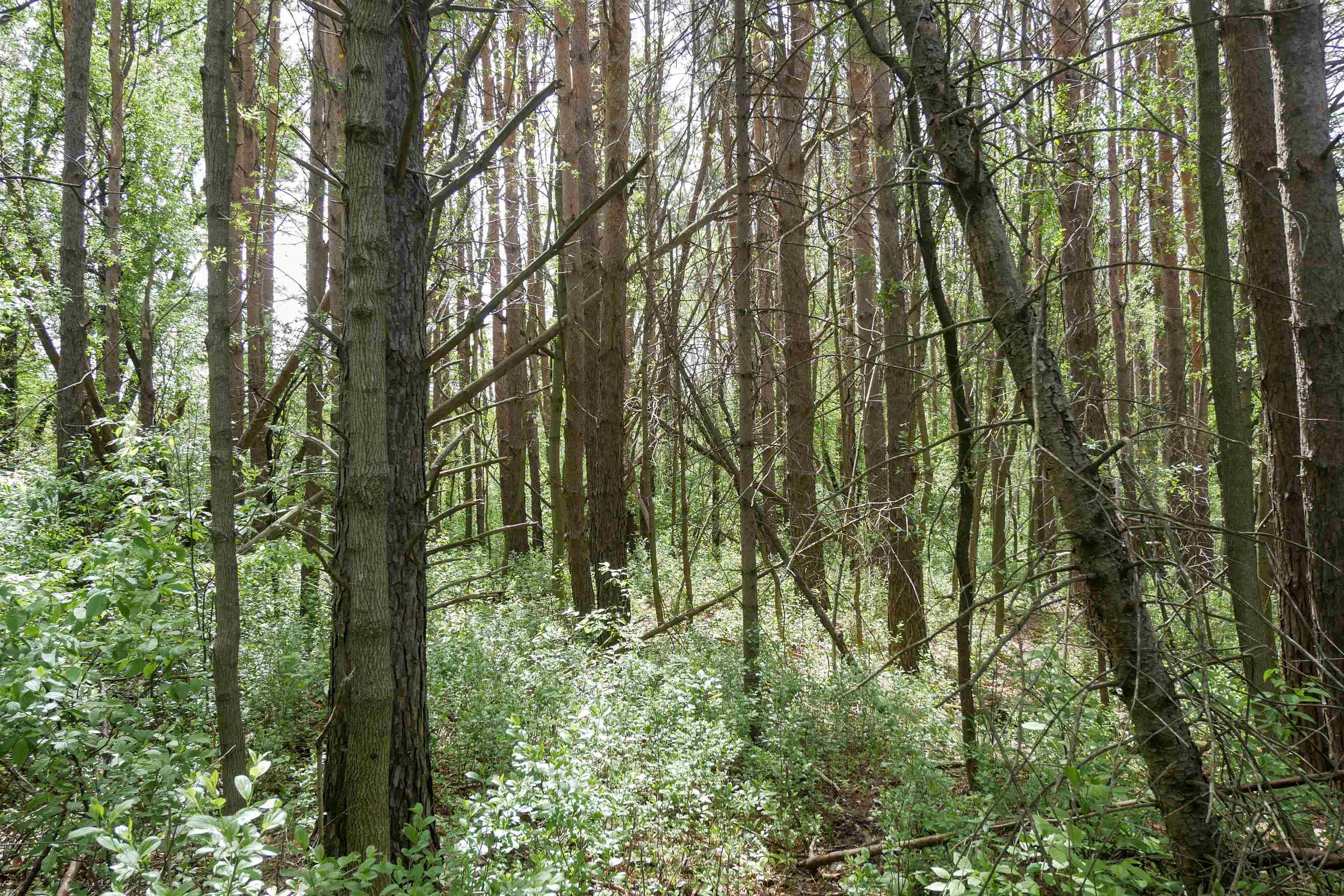 +/-3 Acres CEDAR STREET, Medford, Wisconsin 54451, ,Land,For Sale,+/-3 Acres CEDAR STREET,22600536