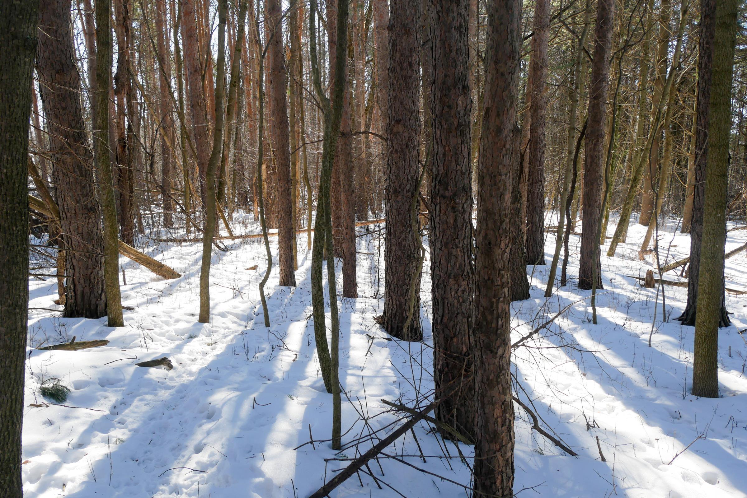 +/-3 Acres CEDAR STREET, Medford, Wisconsin 54451, ,Land,For Sale,+/-3 Acres CEDAR STREET,22600536