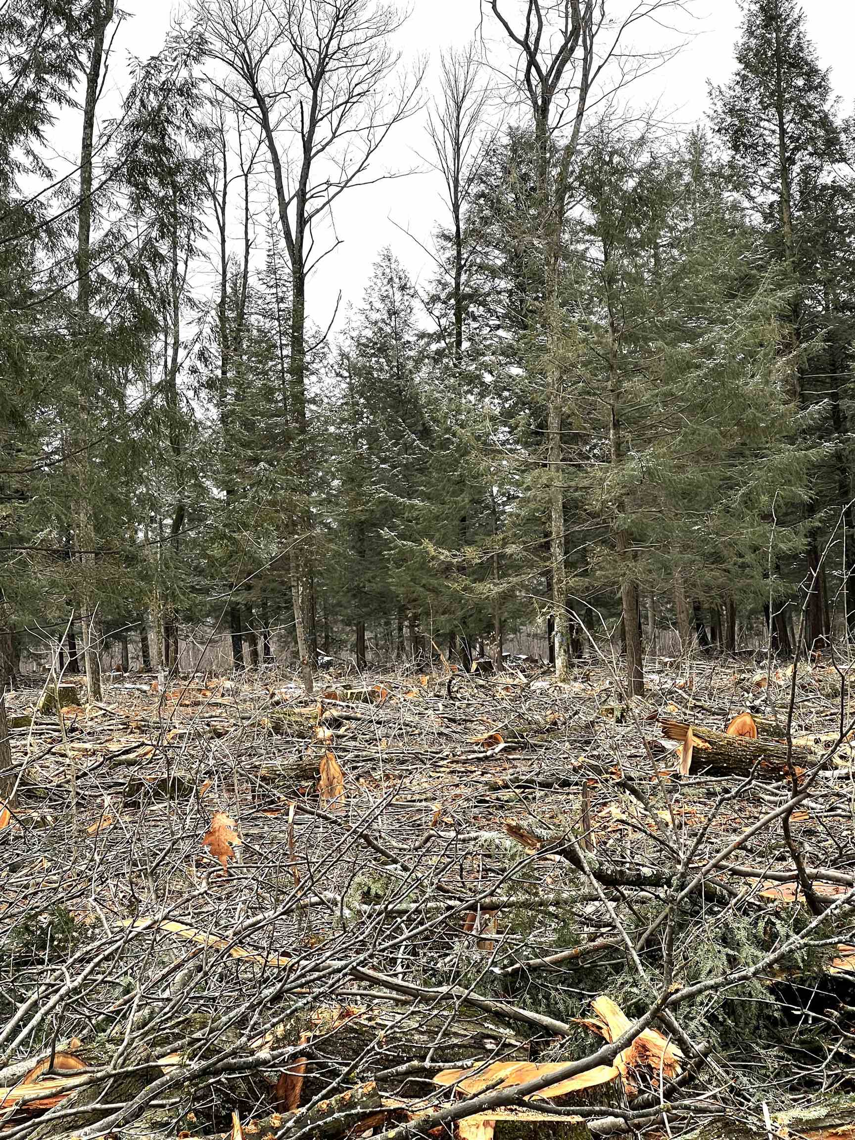 MOUNT VISTA ROAD, Mosinee, Wisconsin 54455, ,Land,For Sale,MOUNT VISTA ROAD,22600692