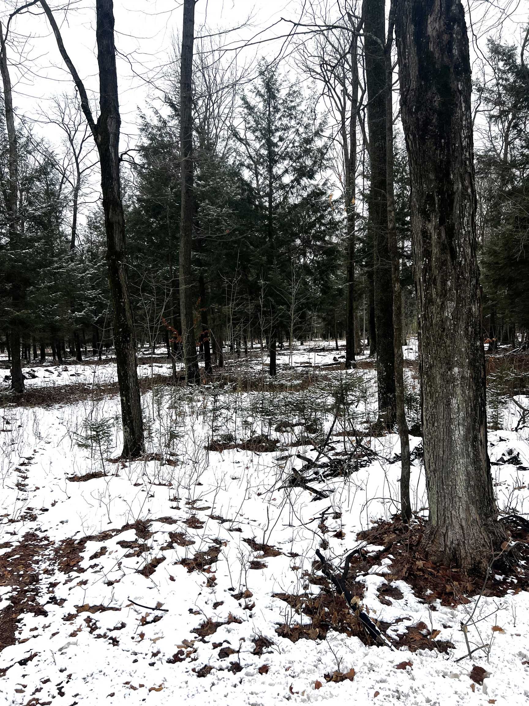 MOUNT VISTA ROAD, Mosinee, Wisconsin 54455, ,Land,For Sale,MOUNT VISTA ROAD,22600692