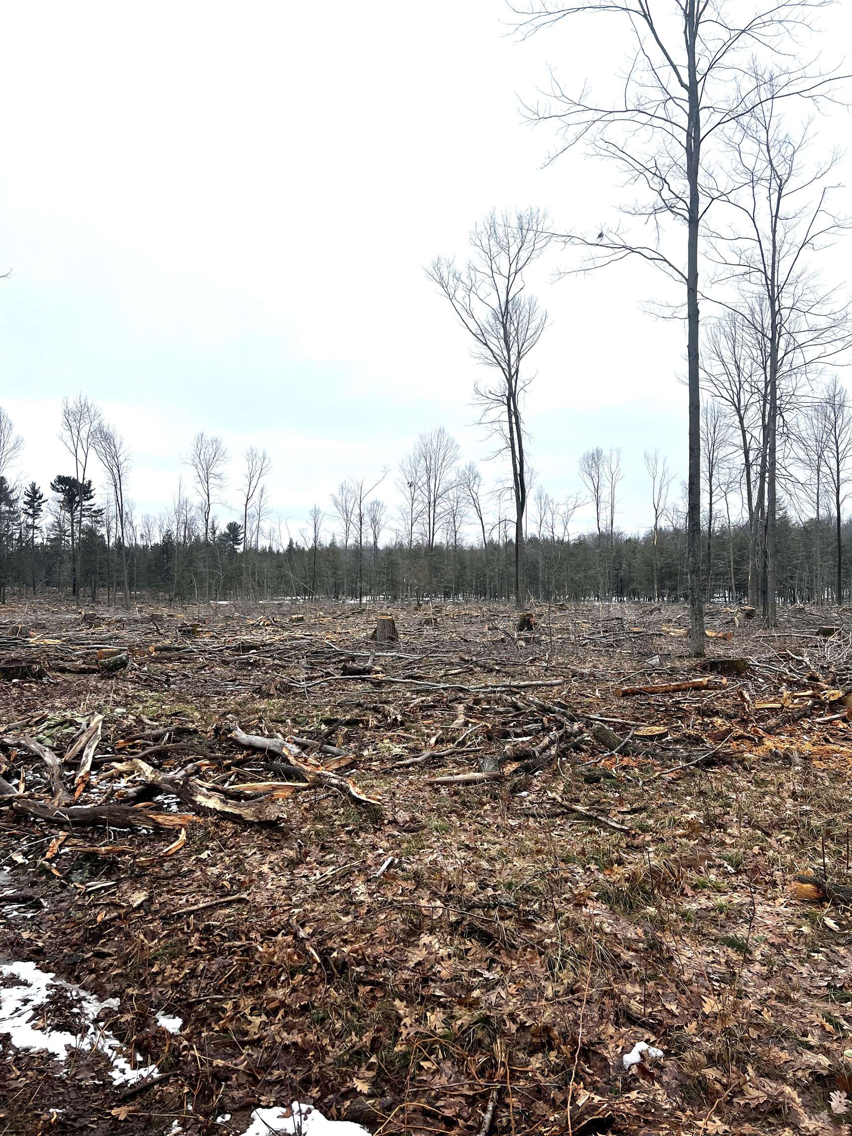 MOUNT VISTA ROAD, Mosinee, Wisconsin 54455, ,Land,For Sale,MOUNT VISTA ROAD,22600692