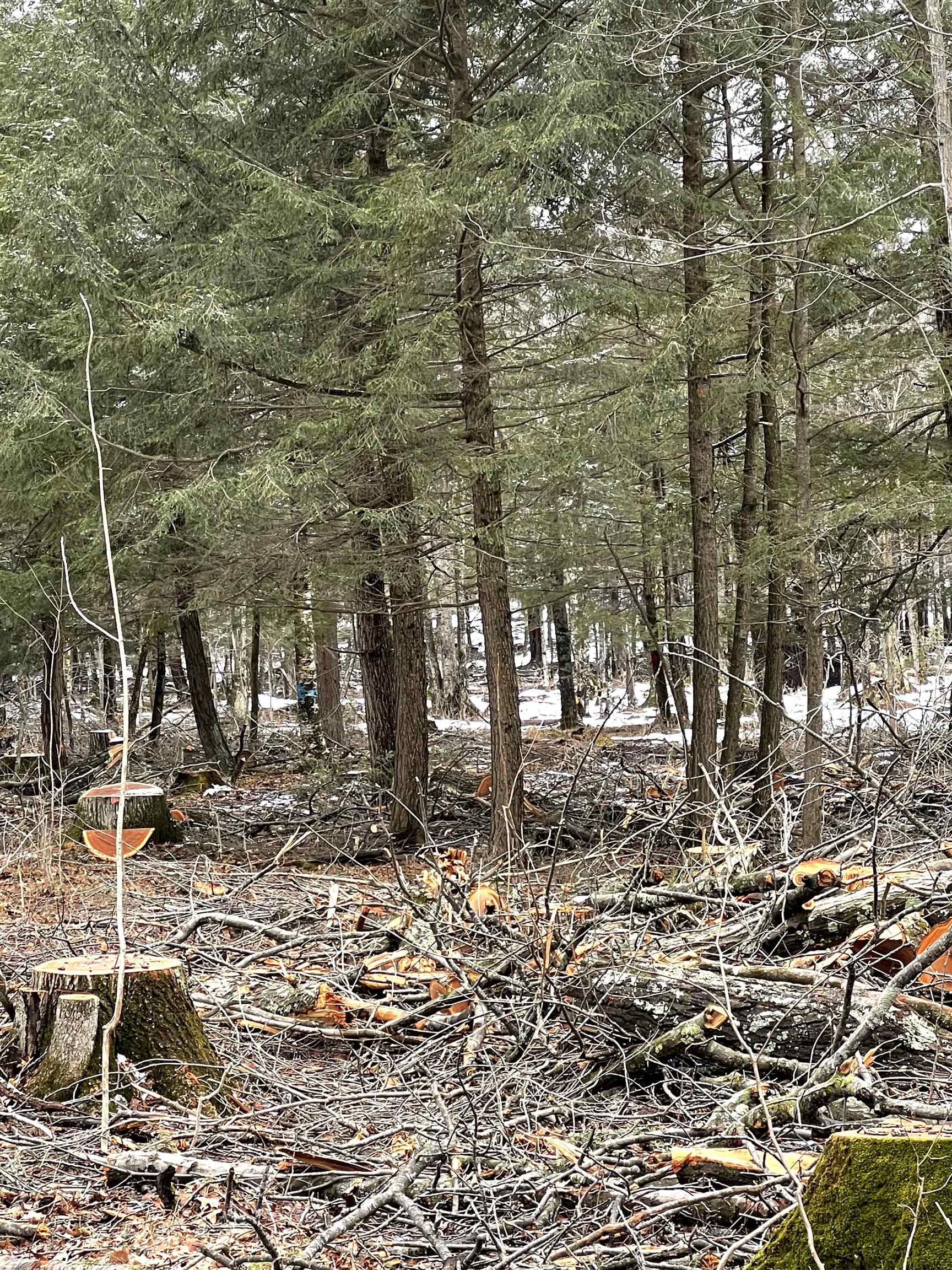 MOUNT VISTA ROAD, Mosinee, Wisconsin 54455, ,Land,For Sale,MOUNT VISTA ROAD,22600692