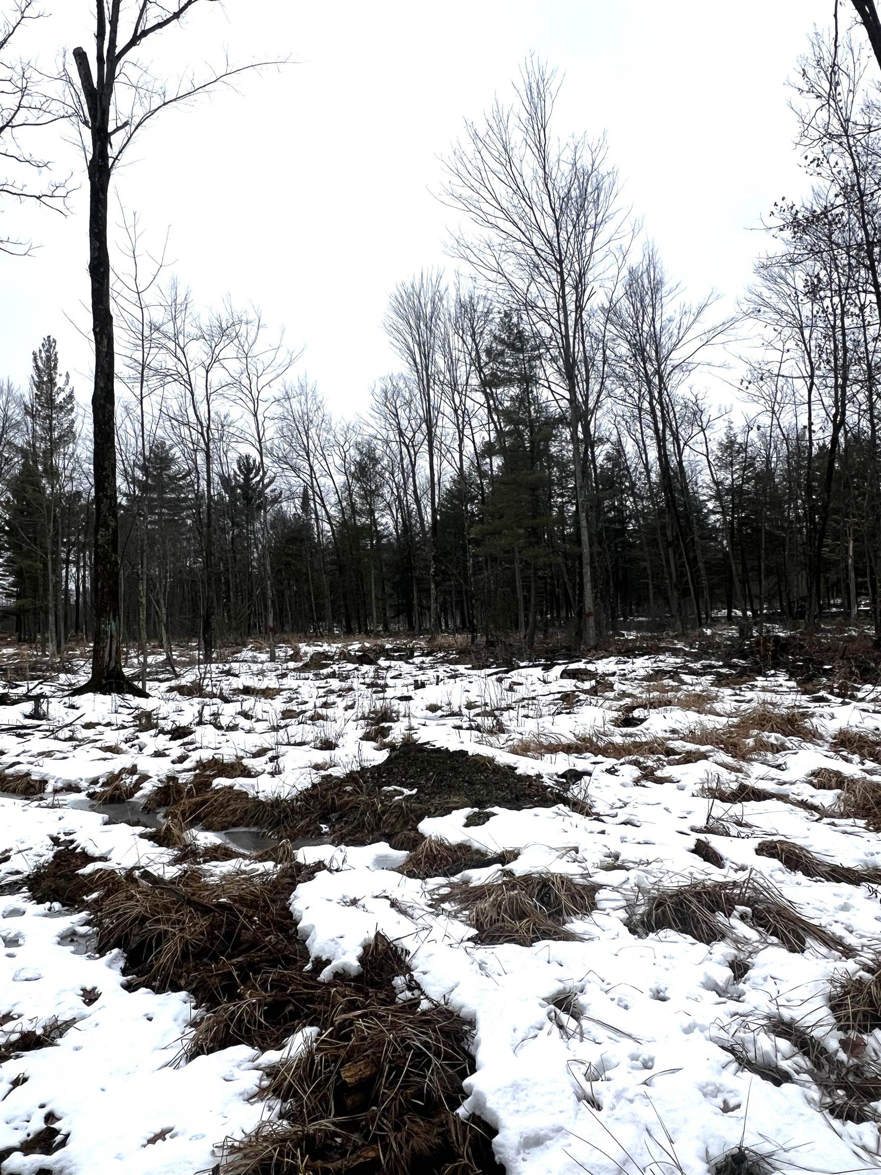 SAINT JOHNS ROAD, Mosinee, Wisconsin 54455, ,Land,For Sale,SAINT JOHNS ROAD,22600693