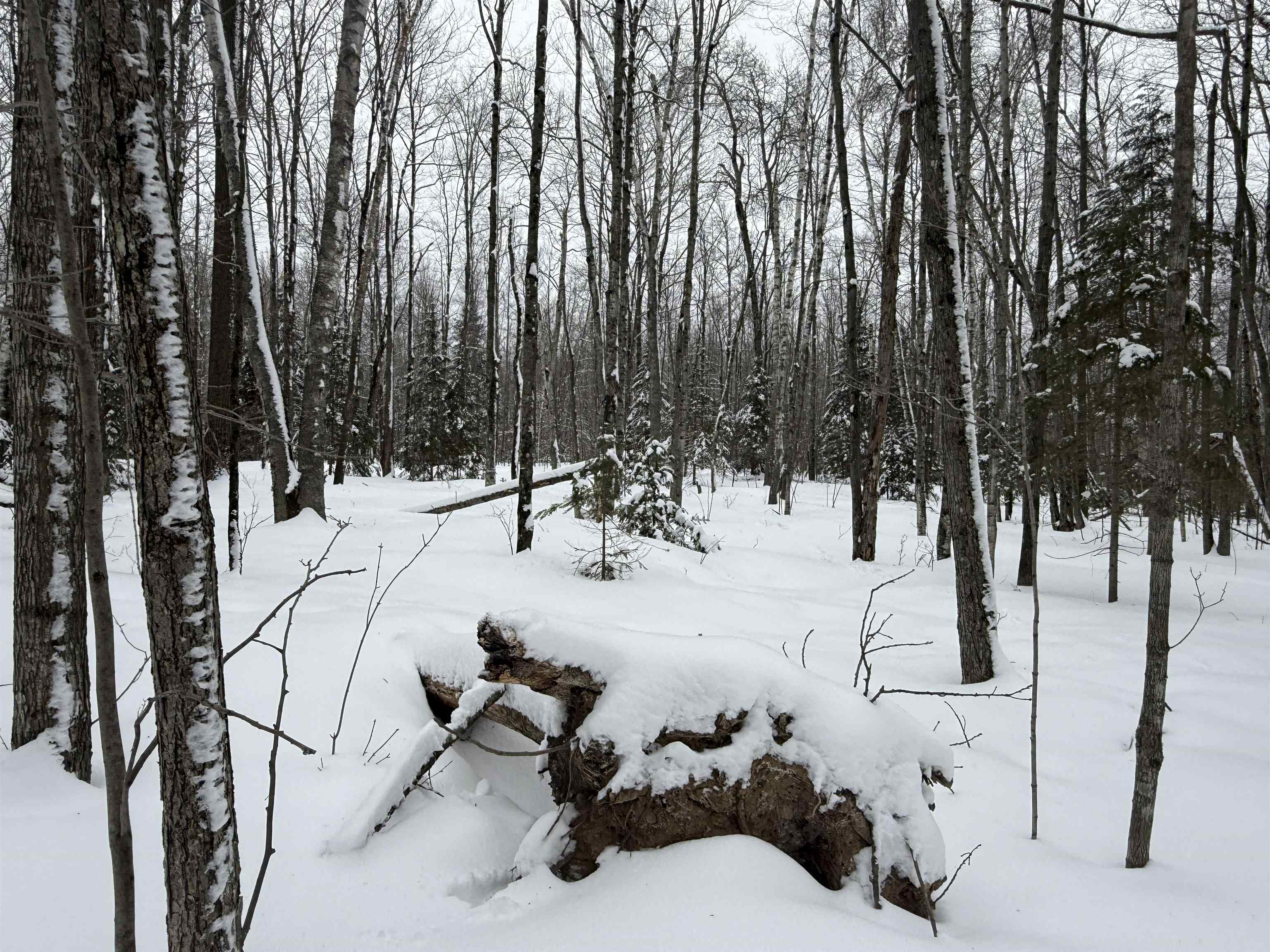 Lot #4 ALLEN ROAD, NASHVILLE, Wisconsin 54520, ,Land,For Sale,Lot #4 ALLEN ROAD,22600718
