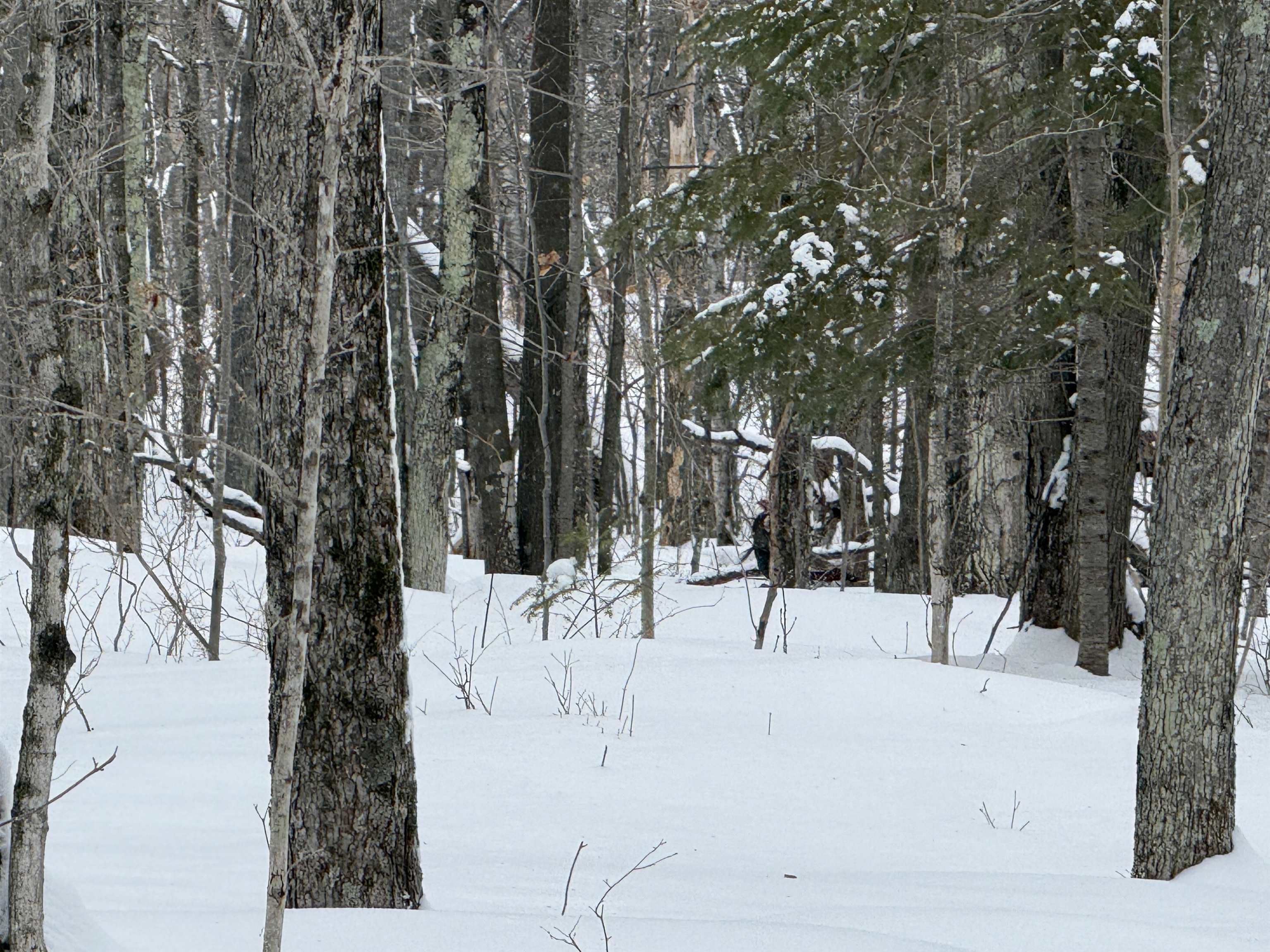 Lot #4 ALLEN ROAD, NASHVILLE, Wisconsin 54520, ,Land,For Sale,Lot #4 ALLEN ROAD,22600718