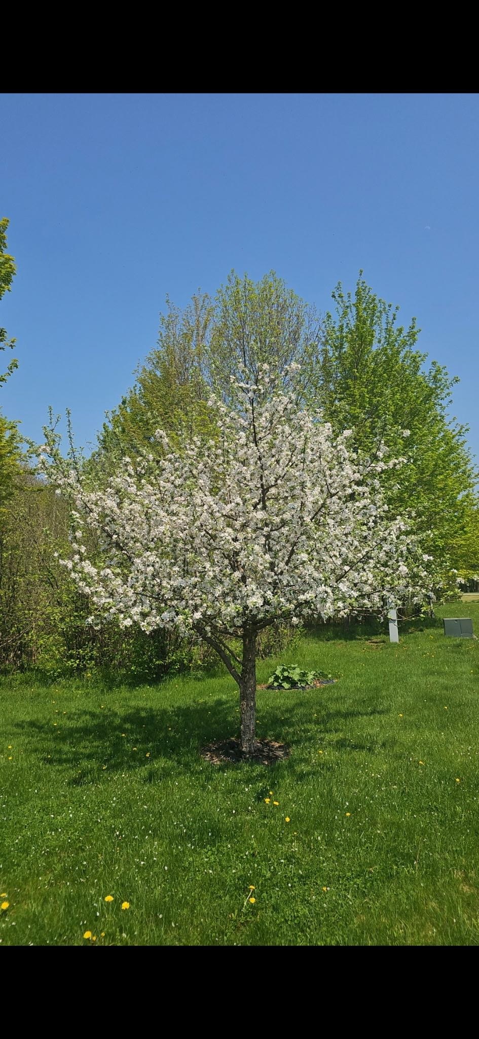 105428 WOODRIDGE DRIVE, Marshfield, Wisconsin 54449, 4 Bedrooms Bedrooms, ,2 BathroomsBathrooms,Residential,For Sale,105428 WOODRIDGE DRIVE,22600840